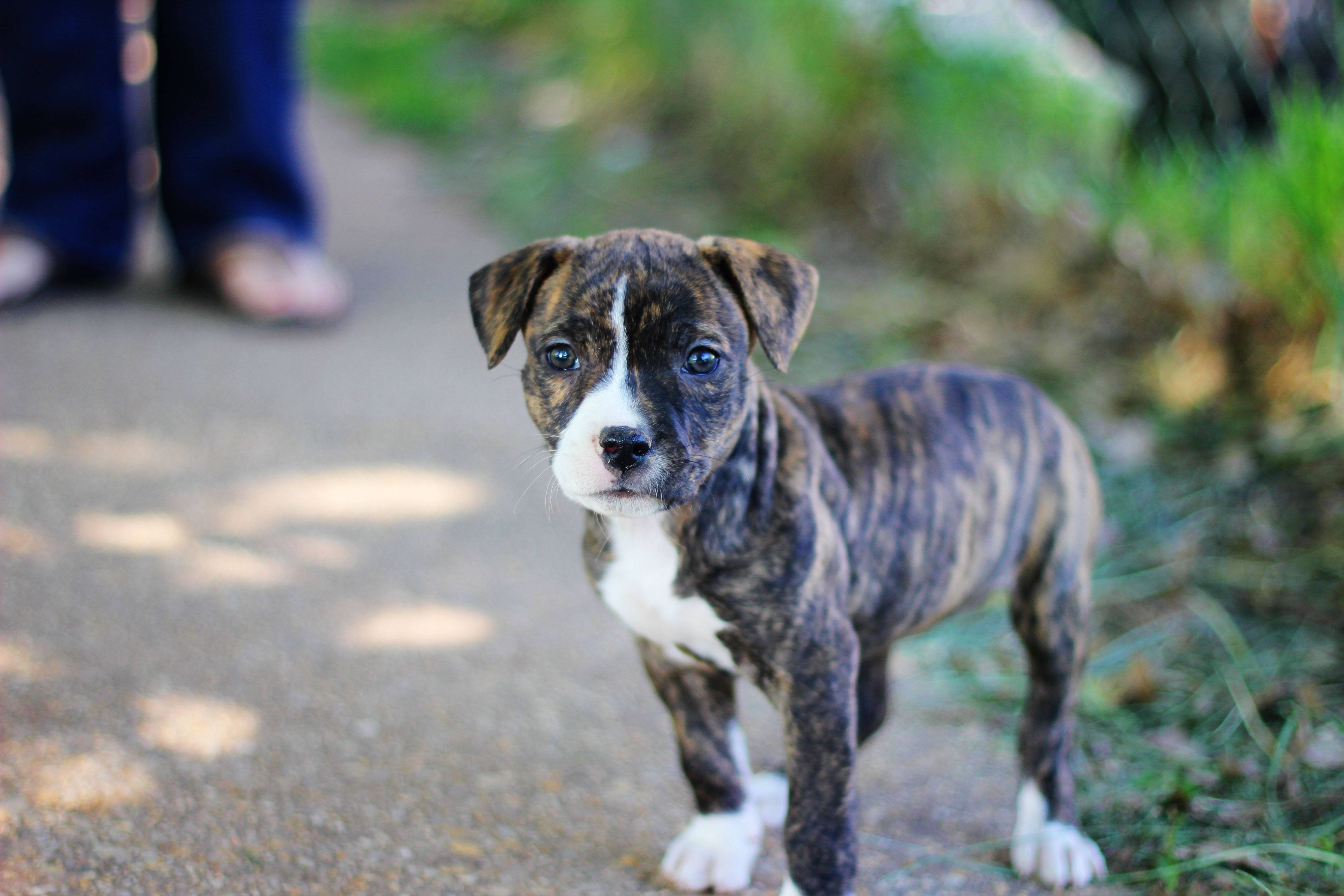 Pitbull Puppies 桌布 壁紙 — 一隻虎斑和白色的小狗，有著明亮的藍色眼睛，站在陽光斑駁的小徑上，好奇地看著相機。
