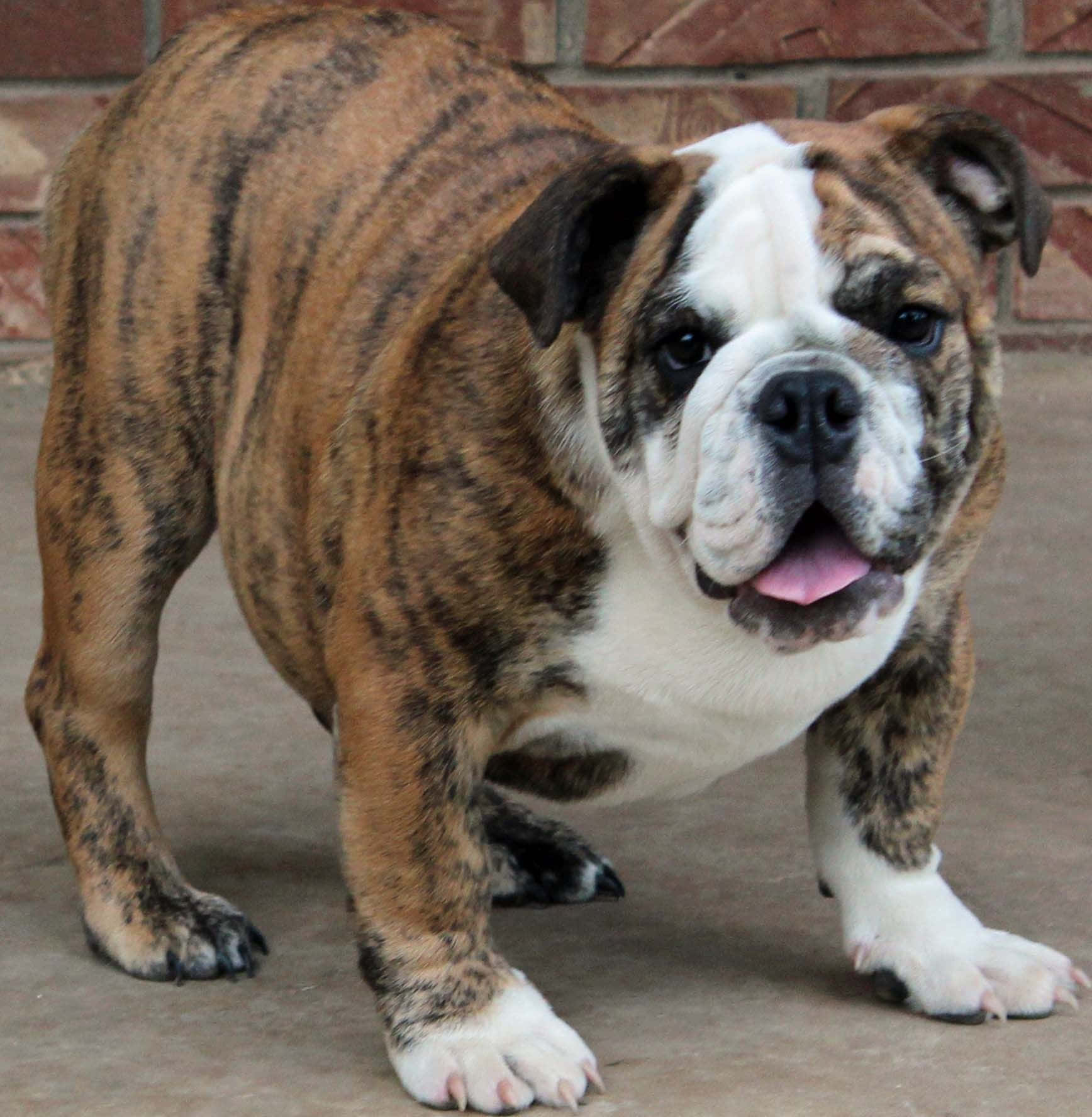 Bulldog 桌布 壁紙 — 一隻虎斑和白色的鬥牛犬在紅磚牆前的混凝土露台上警覺地站立，表情愉快。