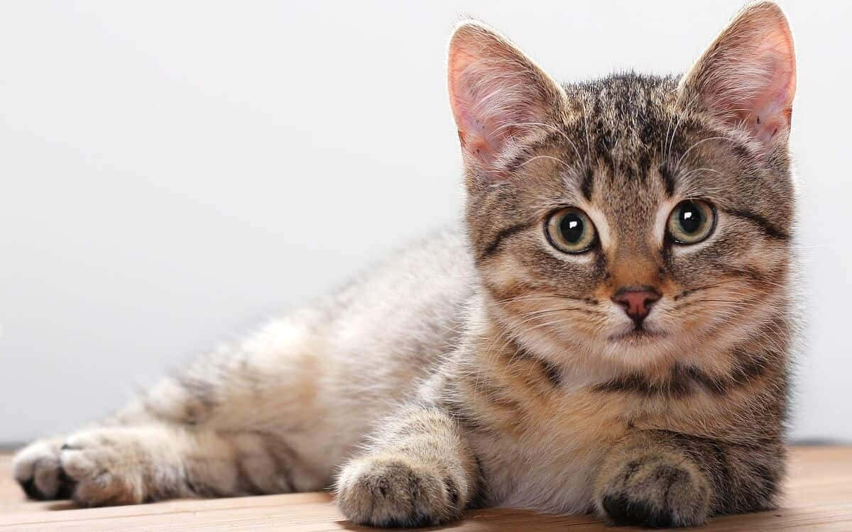 Brazilian Shorthair 桌布 壁紙 — 一隻虎斑小貓，有著大大的綠色眼睛，警覺地躺在木地板上，背景是純白色。