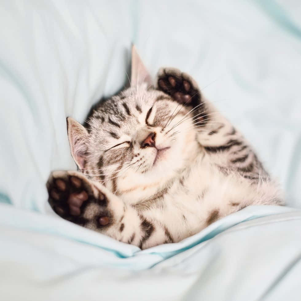 cute kitty 桌布 壁紙 — 一隻虎斑小貓仰臥在柔軟的淺藍色床上，雙爪舉起，幸福地睡著。