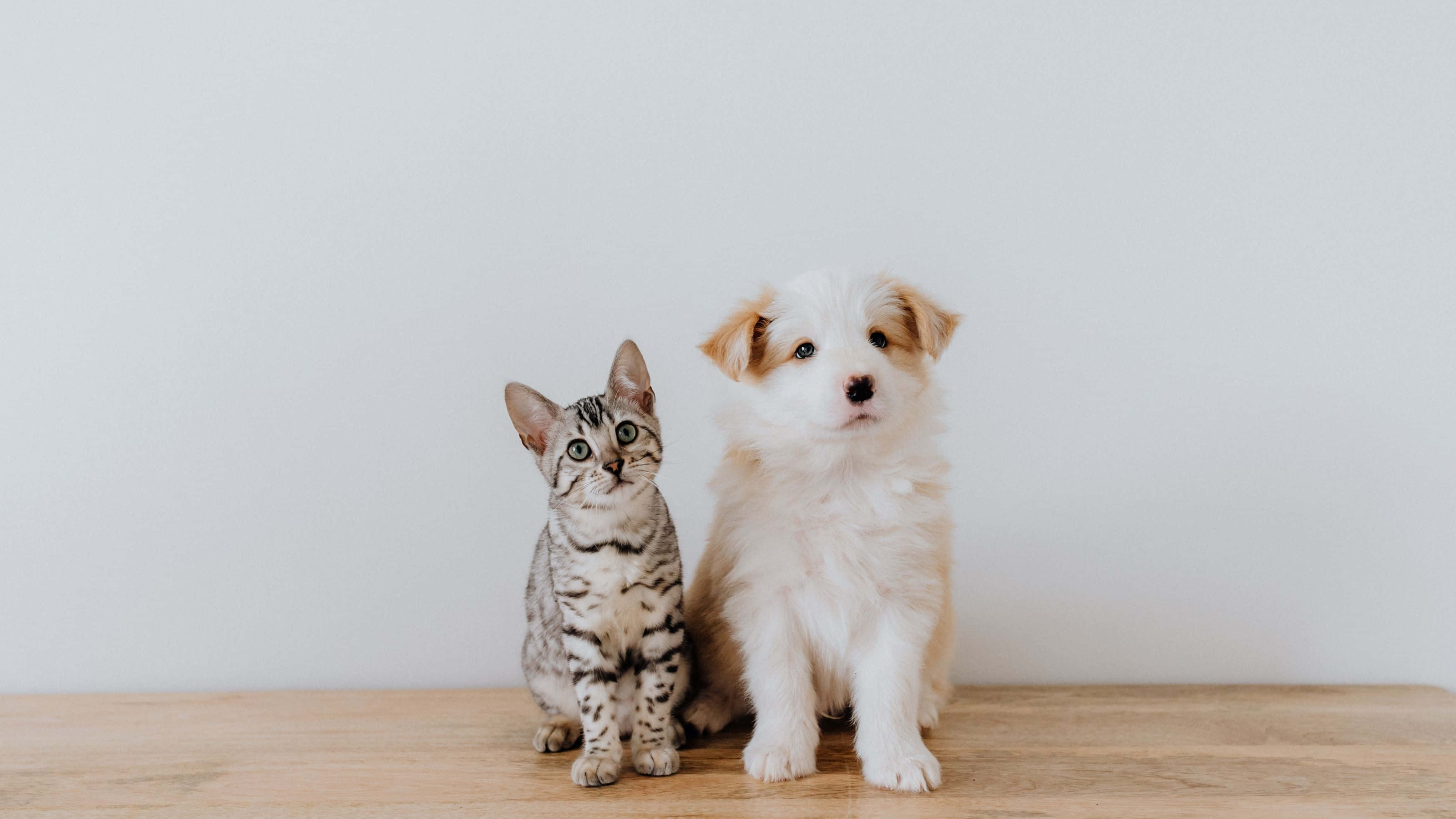 animals 桌布 壁紙 — 一隻虎斑小貓和一隻毛茸茸的小狗並排坐在木地板上，背景是純白牆壁。