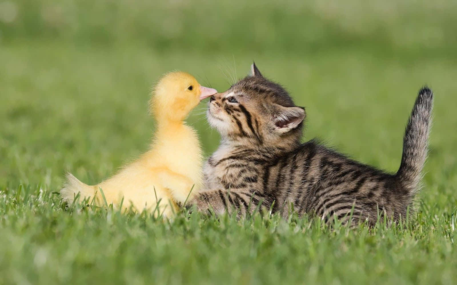 動物 桌布 壁紙 — 一隻虎斑小貓和一隻黃色小鴨在陽光明媚的草地上，於鮮綠色的草地上溫柔地依偎。
