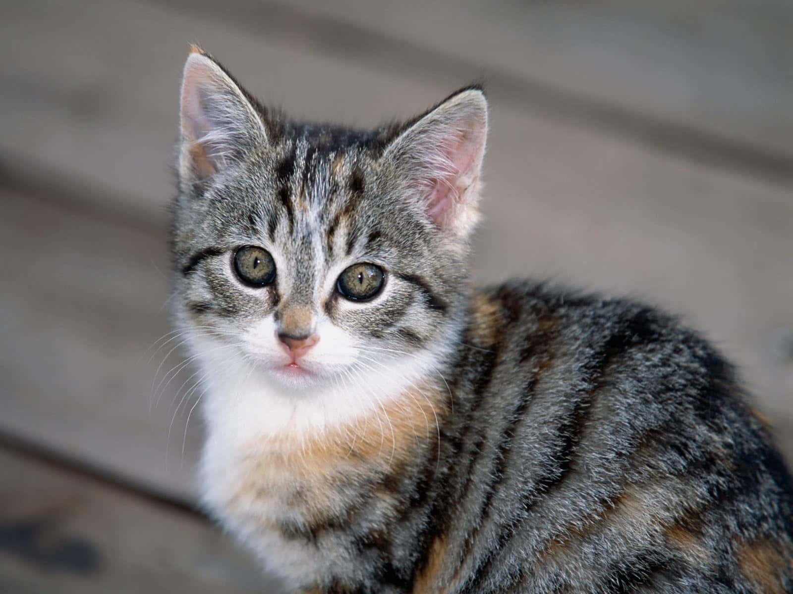Tabby Cat 桌布 壁紙 — 一隻虎斑小貓咪，擁有綠色眼睛和白色胸口，在木板上直視鏡頭的特寫。