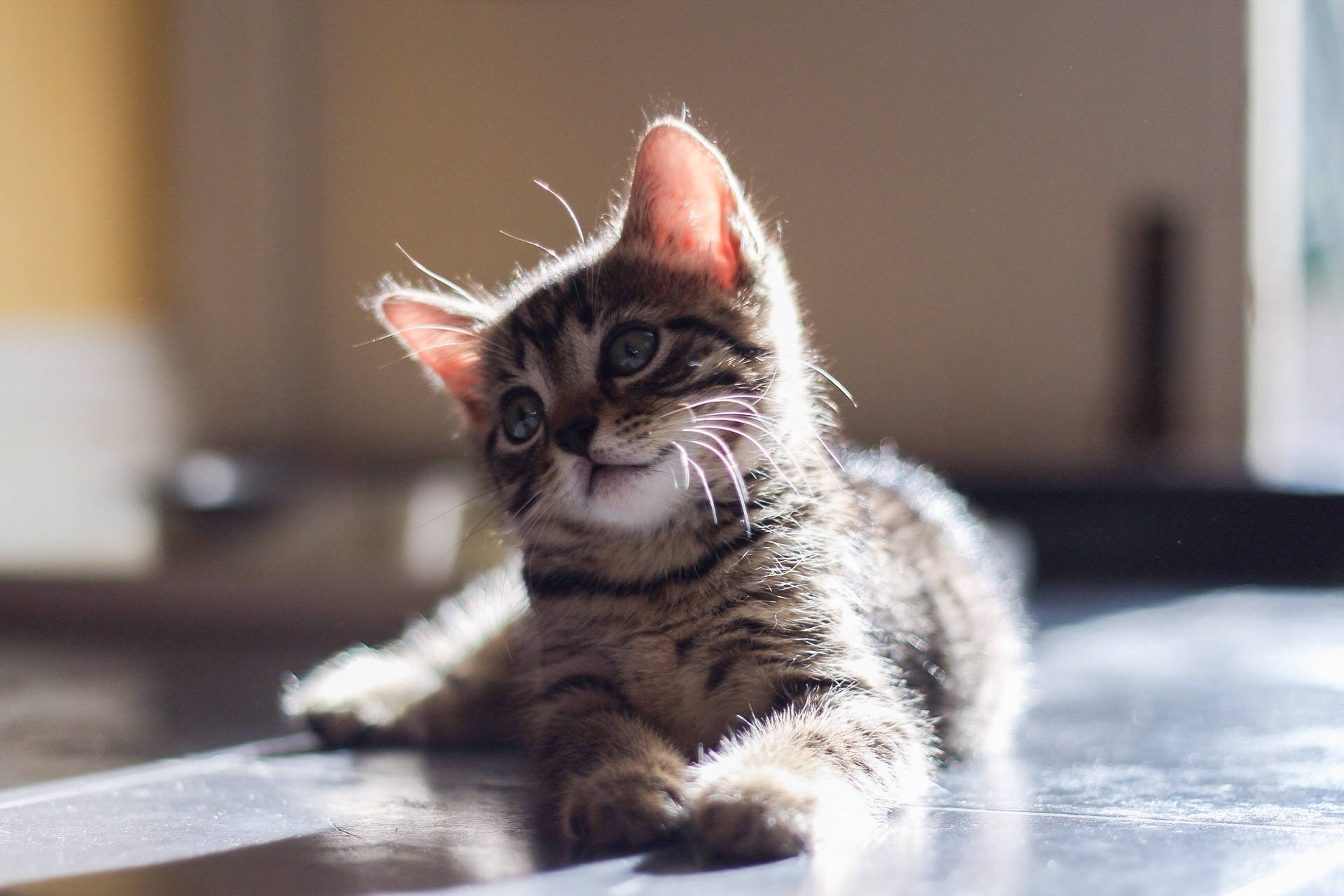 Cute Cat 桌布 壁紙 — 一隻虎斑小貓咪，睜著好奇的大眼睛，在反射地板上享受柔和陽光。
