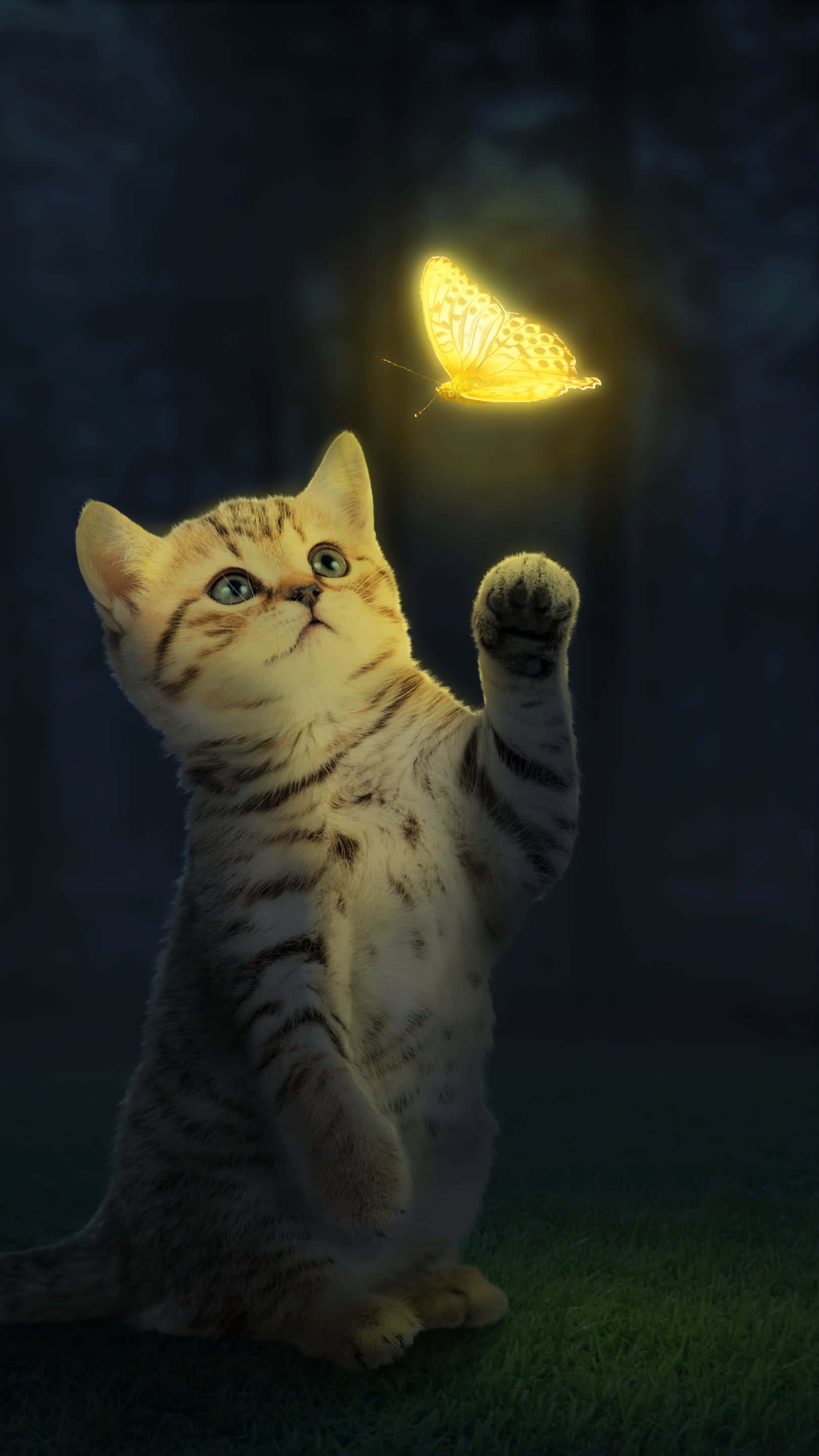 Kitten Cat 桌布 壁紙 — 一隻虎斑小貓在夜晚的黑暗森林中，伸爪撲向一隻發光的金色蝴蝶。