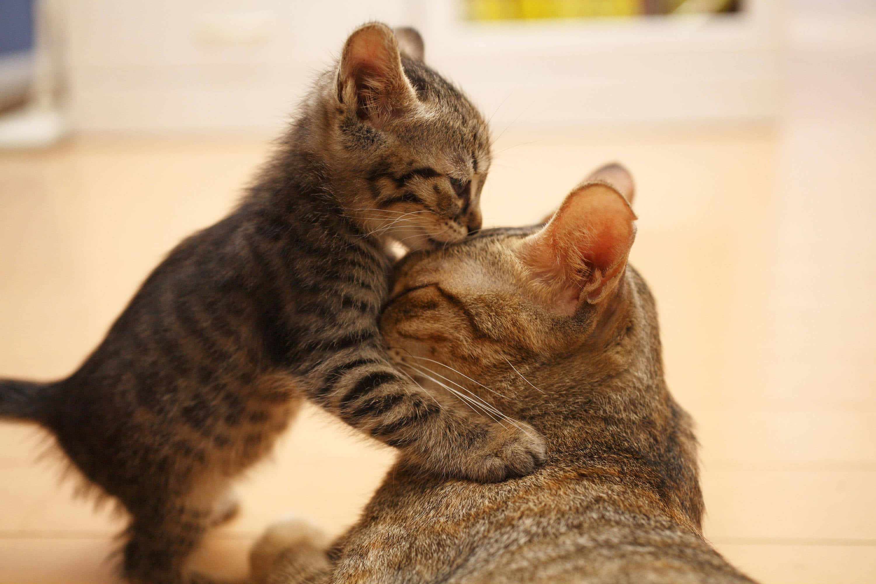 cute kitty 桌布 壁紙 — 一隻虎斑小貓在溫暖的室內環境中，深情地依偎在媽媽的頭上。