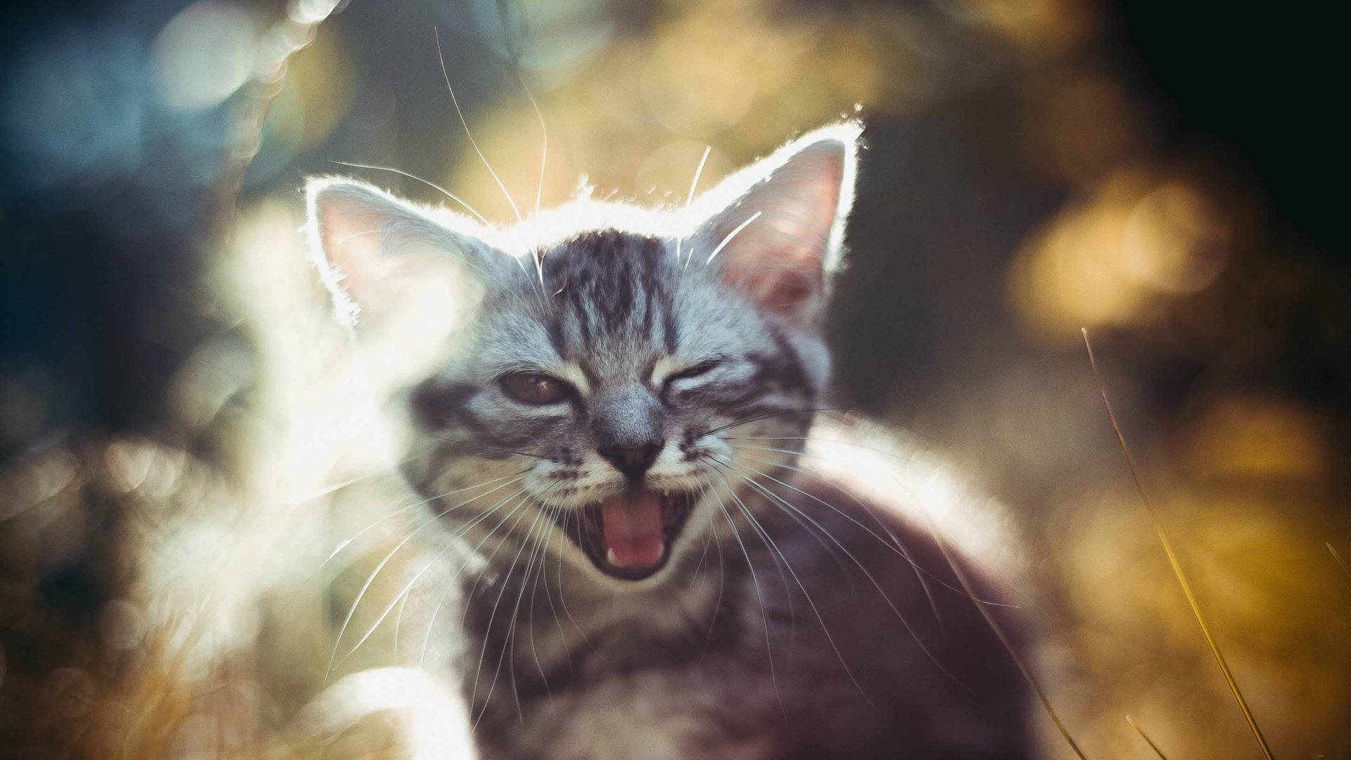 Smile 桌布 壁紙 — 一隻虎斑小貓在陽光普照的散景背景下，半閉著眼睛大打呵欠。