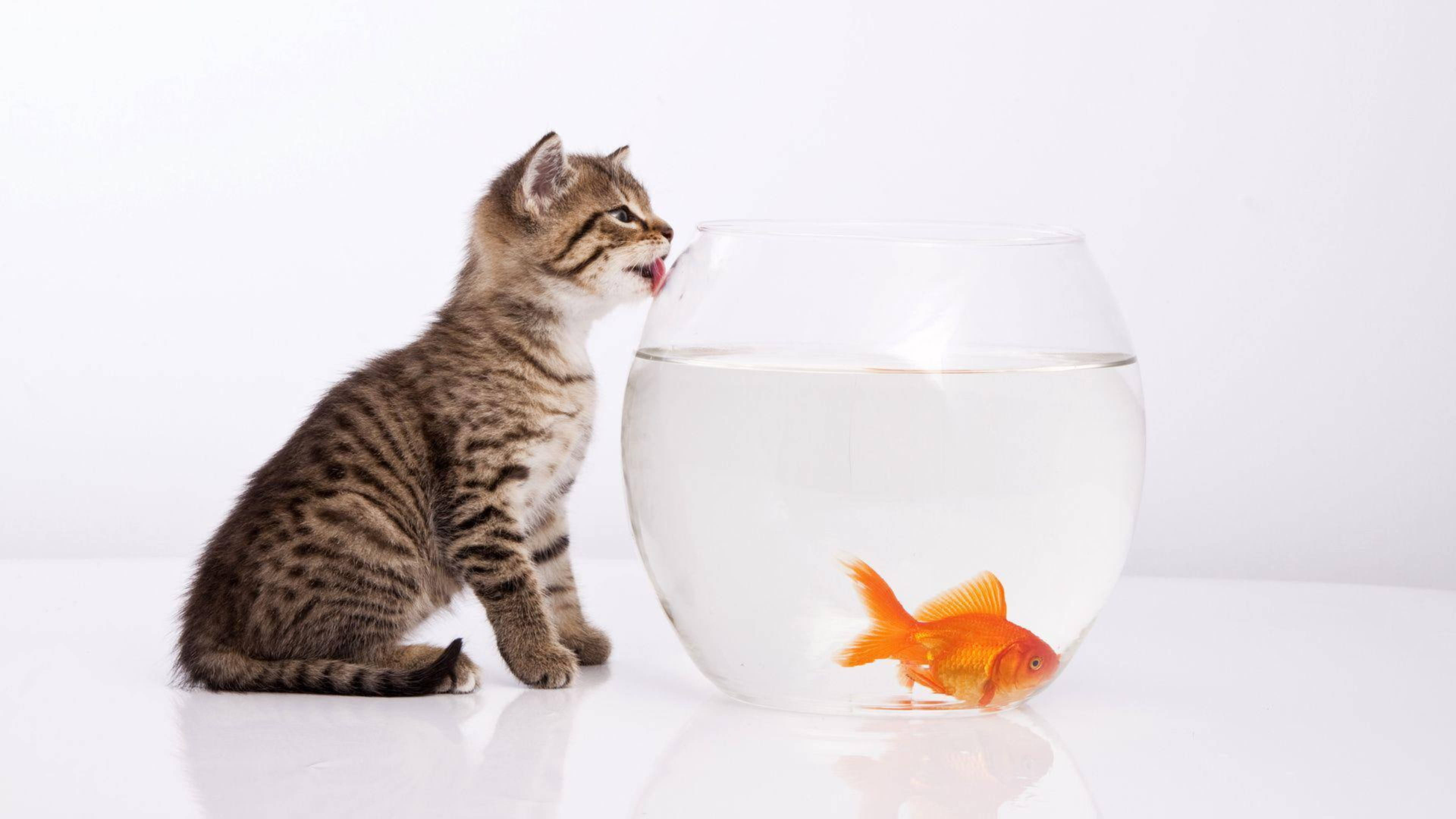 Goldfish 桌布 壁紙 — 一隻虎斑小貓好奇地舔著一個玻璃碗的邊緣，碗裡有一條亮橙色的金魚，背景是純白色。