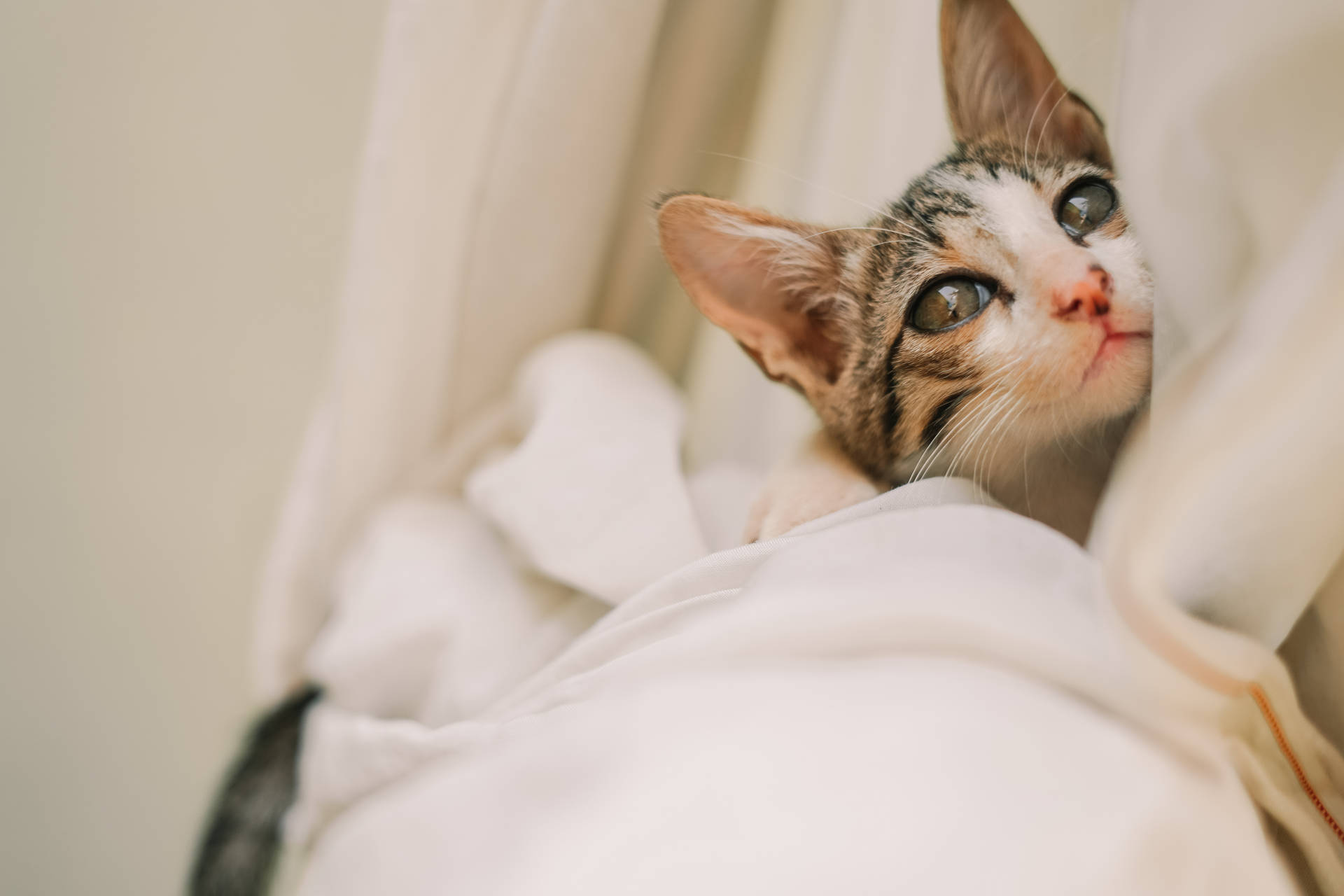Cute Cat 桌布 壁紙 — 一隻虎斑小貓從柔軟的白色毯子下好奇地探出頭來，睜著一雙無辜的大眼睛。