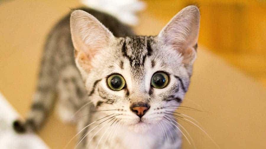 Egyptian Mau 桌布 壁紙 — 一隻虎斑小貓的近距離特寫，擁有引人注目的綠色眼睛，好奇地凝視著相機。