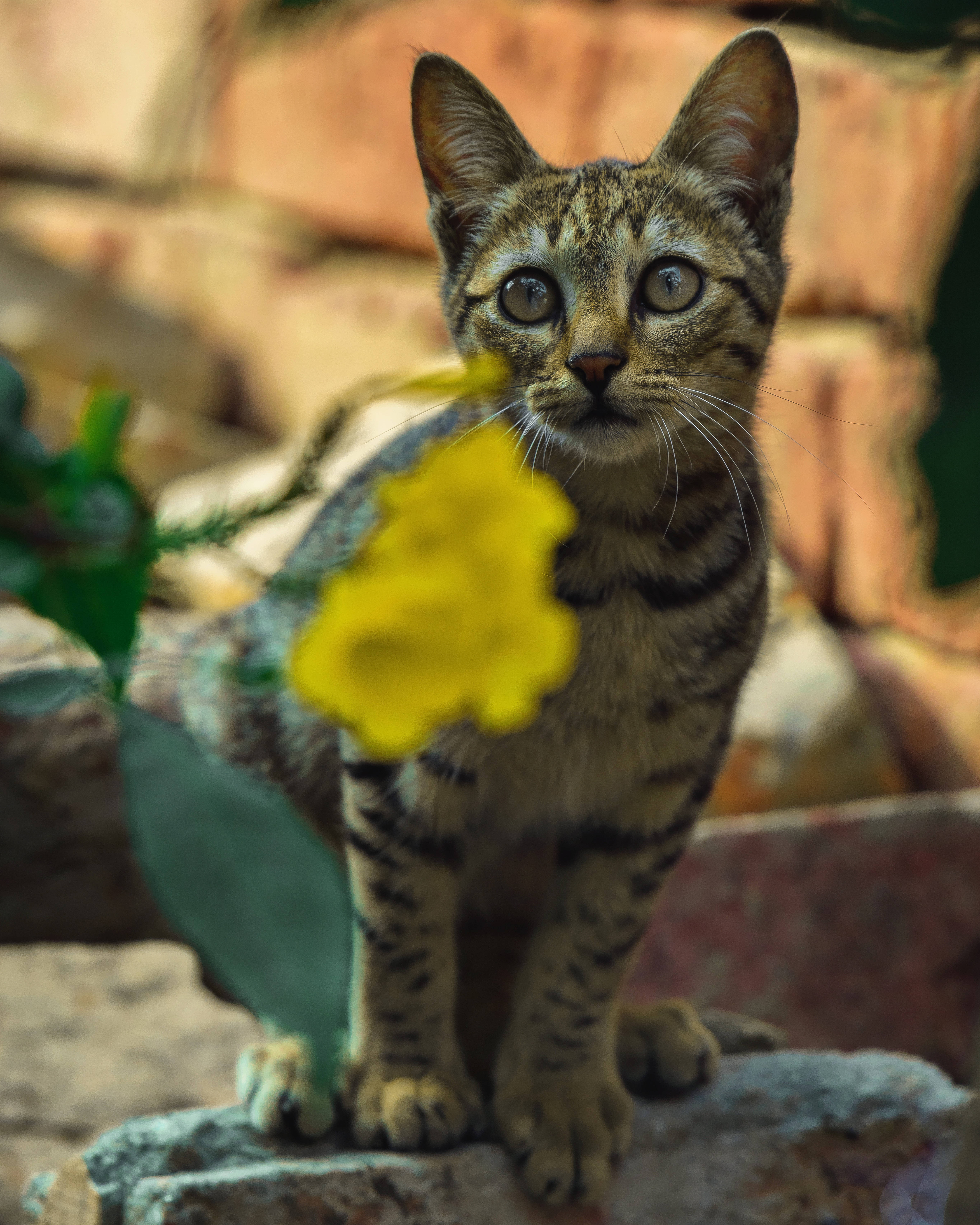 Cute Cat HD 桌布 壁紙 — 一隻虎斑小貓睜著好奇的大眼睛，坐在石頭上，旁邊有一朵鮮黃色的花，沐浴在溫暖的陽光下。