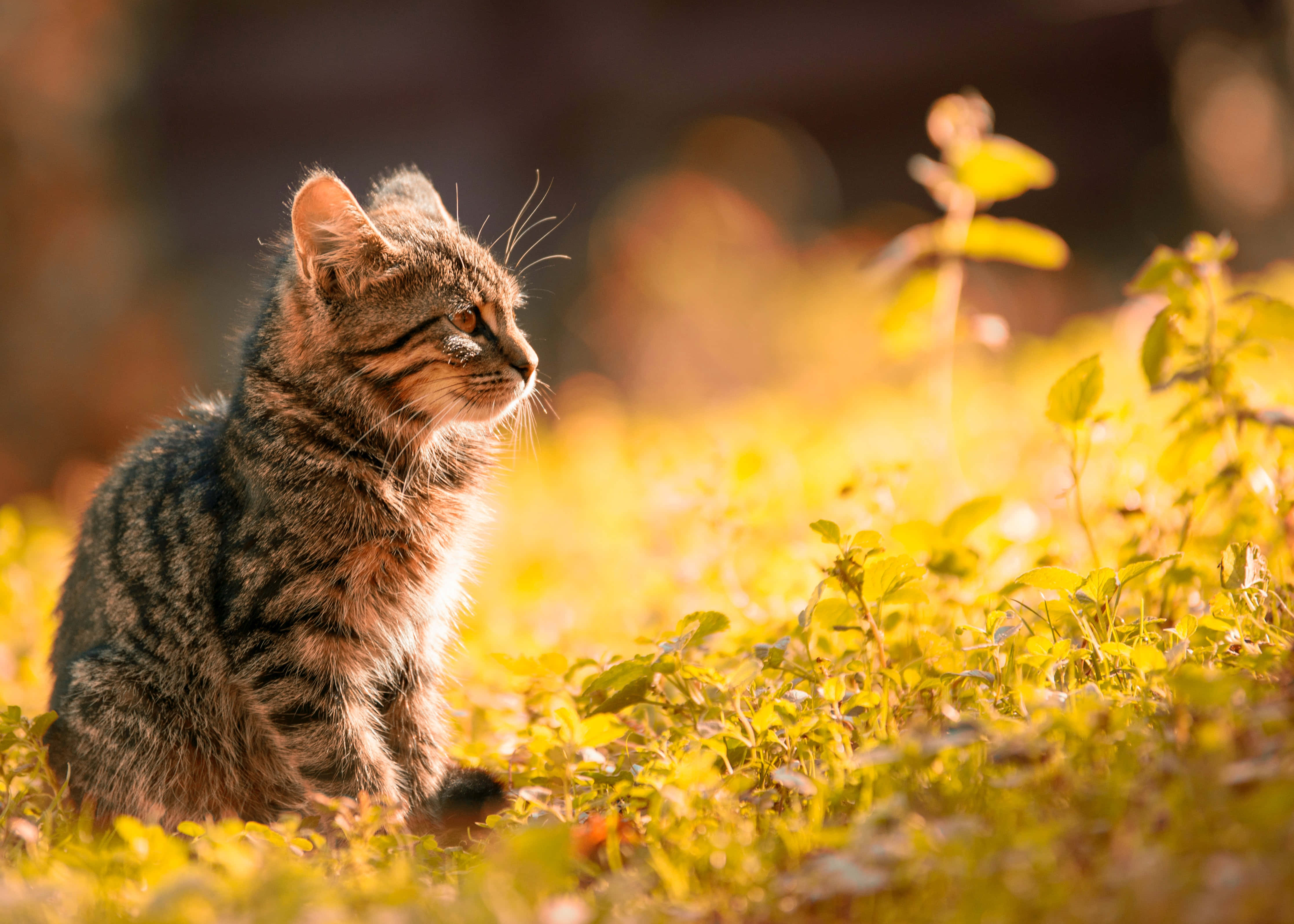 Cat Desktop 桌布 壁紙 — 一隻虎斑小貓警覺地坐在穿過綠草和樹葉的金色陽光中。