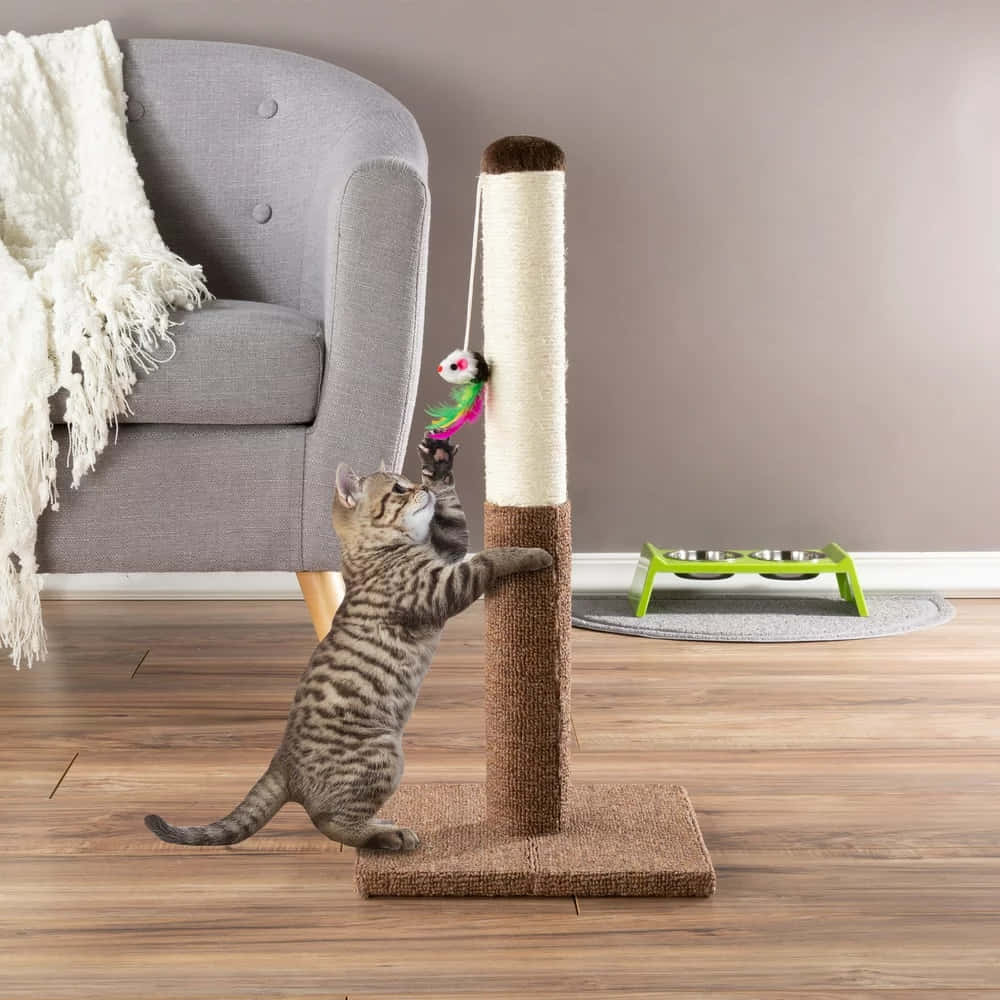 Cat Scratching Post 桌布 壁紙 — 一隻虎斑小貓跳起拍打從高劍麻抓柱上垂下的羽毛玩具，在舒適的現代客廳中。