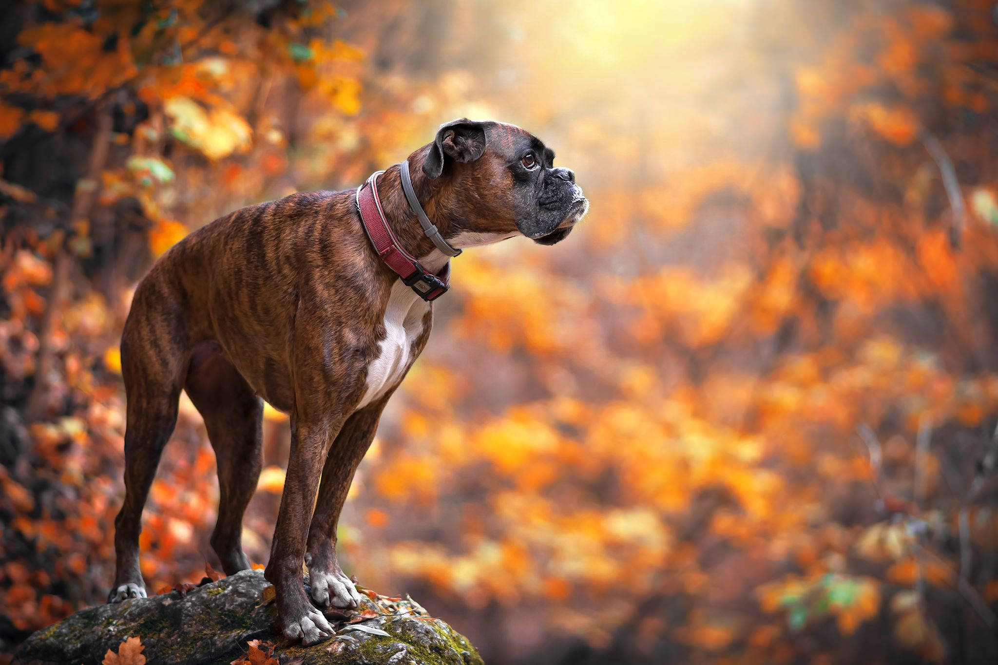 創意 桌布 壁紙 — 一隻虎斑拳師犬警覺地站在長滿苔蘚的石頭上，周圍是充滿活力的秋日森林，沐浴在金色的陽光中。