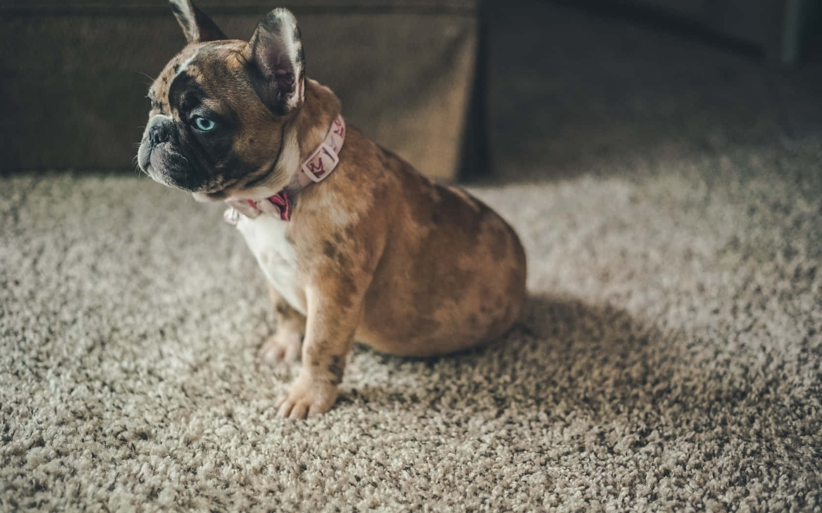 Bulldog 桌布 壁紙 — 一隻虎斑法國鬥牛犬，有一隻藍眼睛，專注地坐在室內有紋理的米色地毯上。