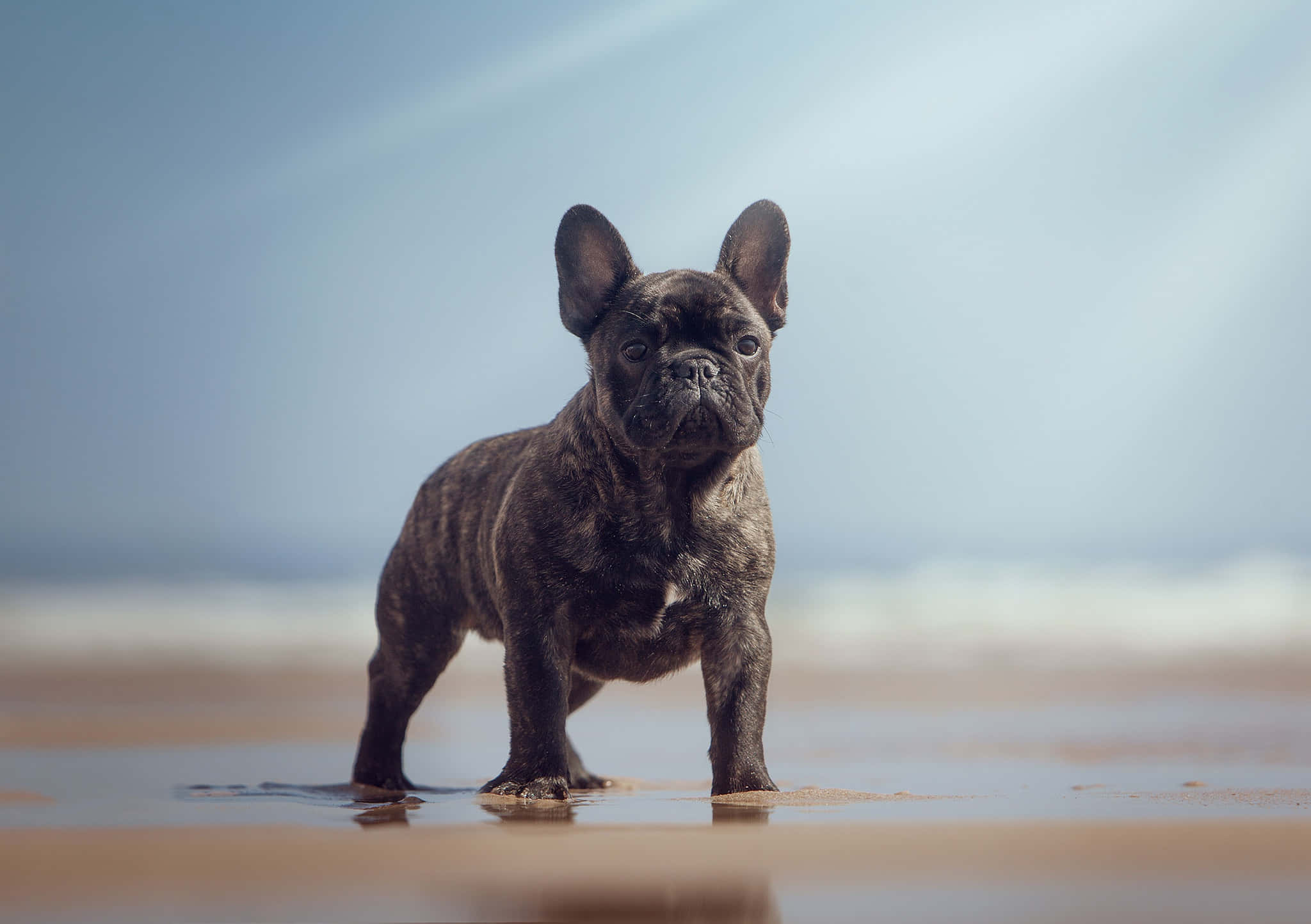 Bulldog 桌布 壁紙 — 一隻虎斑法國鬥牛犬幼犬在沙灘濕沙上警覺地站立，背景是柔和的海浪。