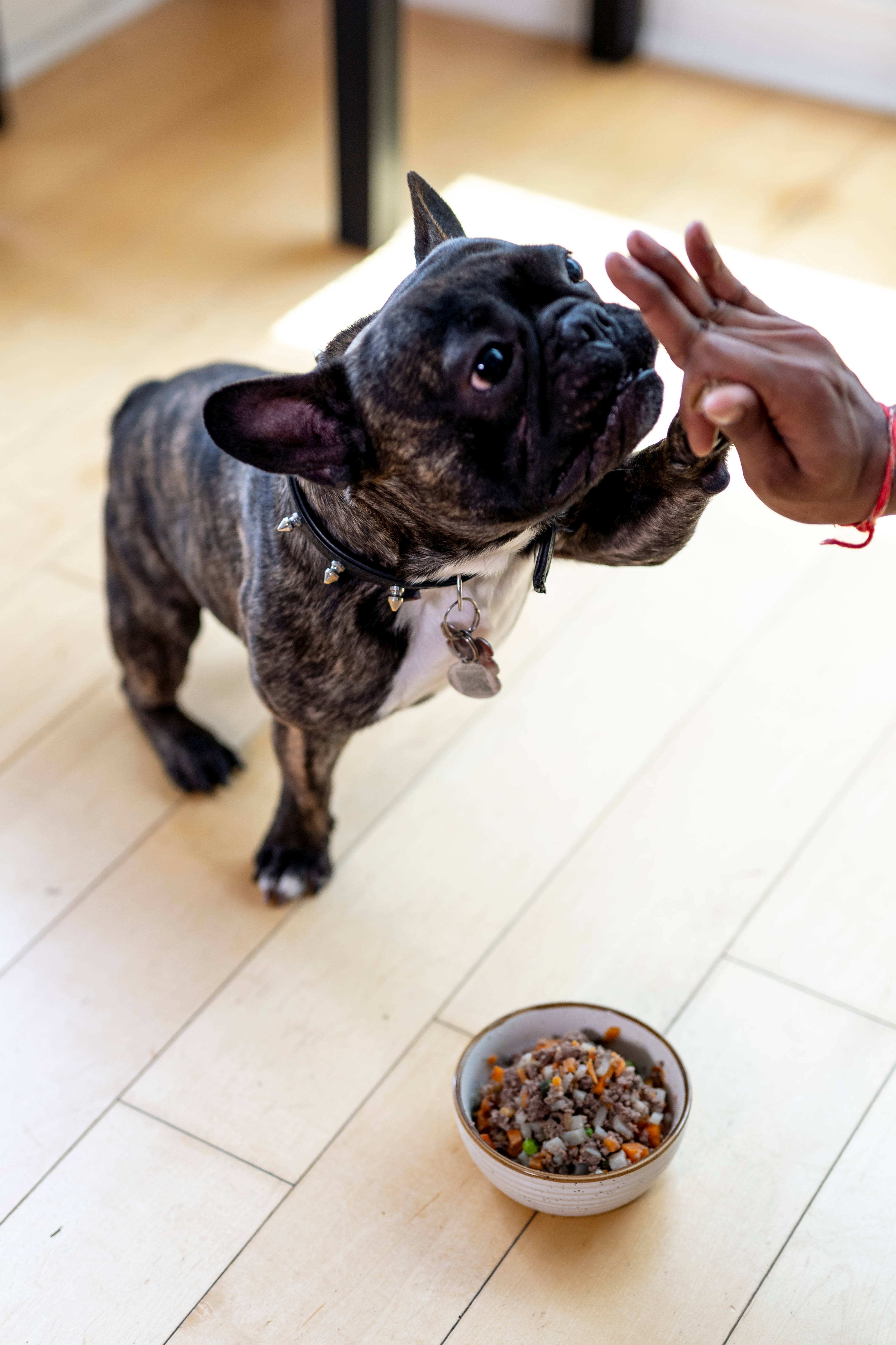 鬥牛犬 桌布 壁紙 — 一隻虎斑法國鬥牛犬急切地伸向一隻人類的手，在淺色木地板上靠近牠的食物碗處提供零食。