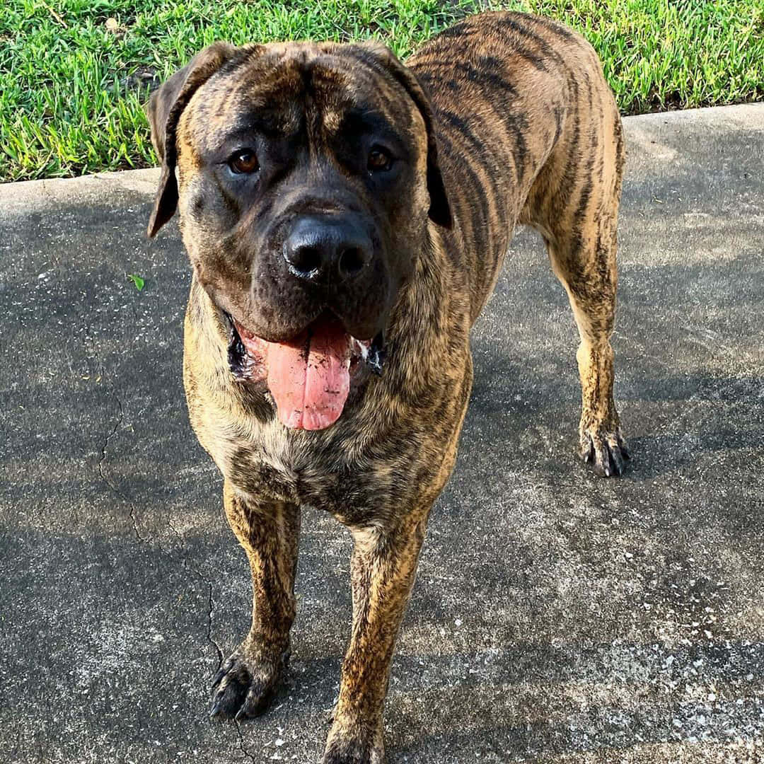 English Mastiff 桌布 壁紙 — 一隻虎斑狗帶著開心的表情站在裂開的混凝土小徑旁，旁邊有綠草。