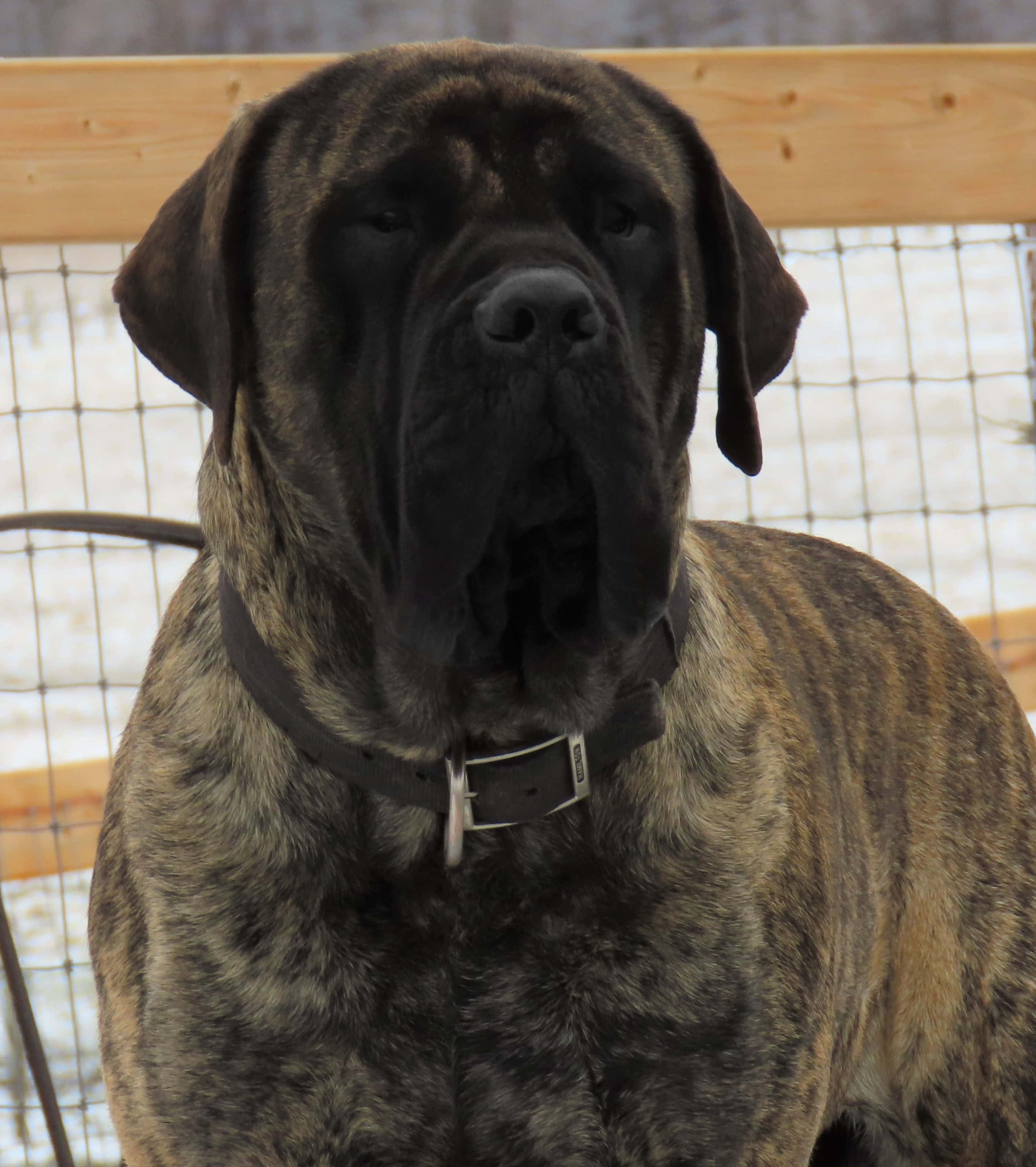 English Mastiff 桌布 壁紙 — 一隻虎斑獒犬表情嚴肅，站在木柵欄前，身後是白雪覆蓋的地面。