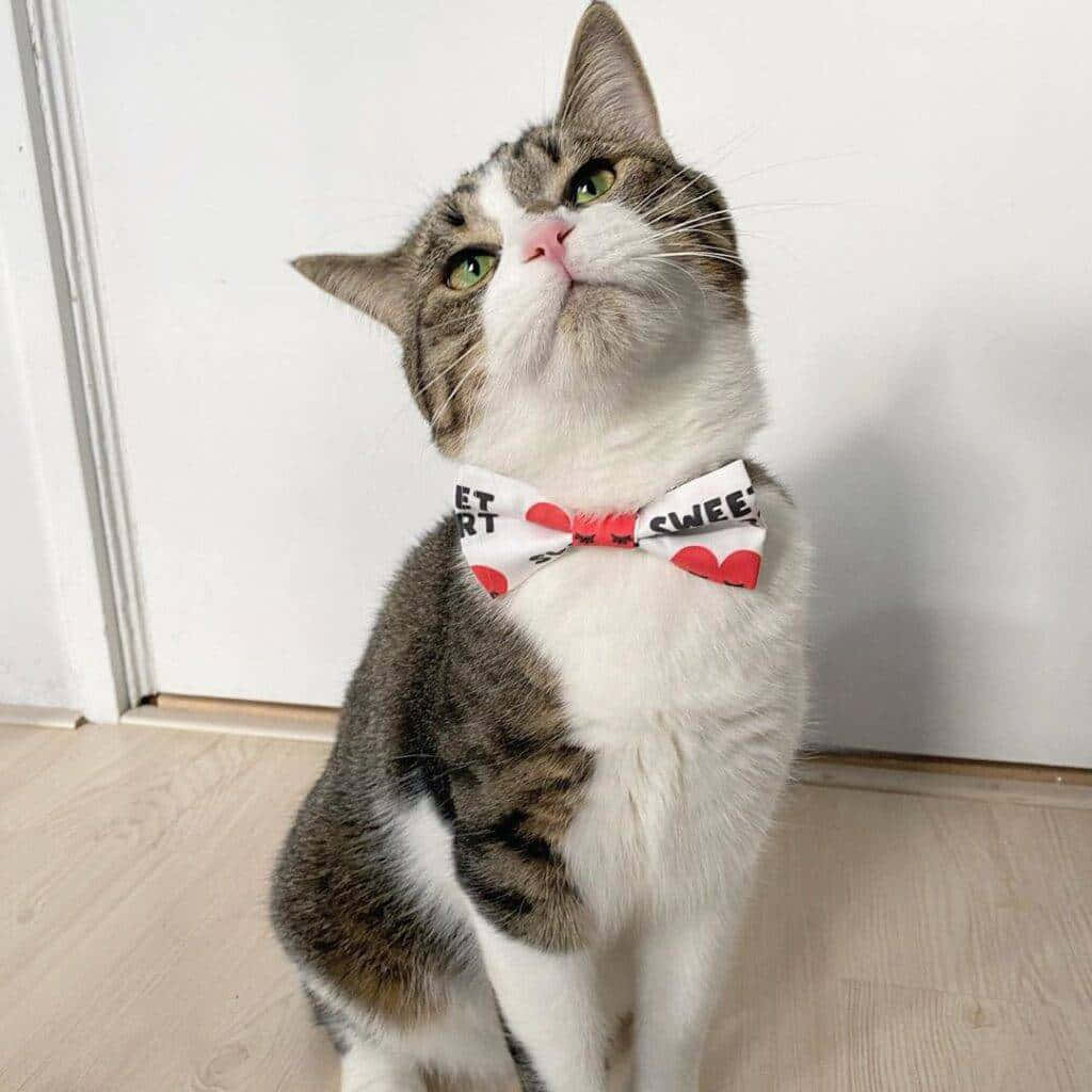 European Shorthair 桌布 壁紙 — 一隻虎斑白貓，綠色眼睛，戴著紅色心形圖案蝴蝶結，端坐在純白牆壁前。