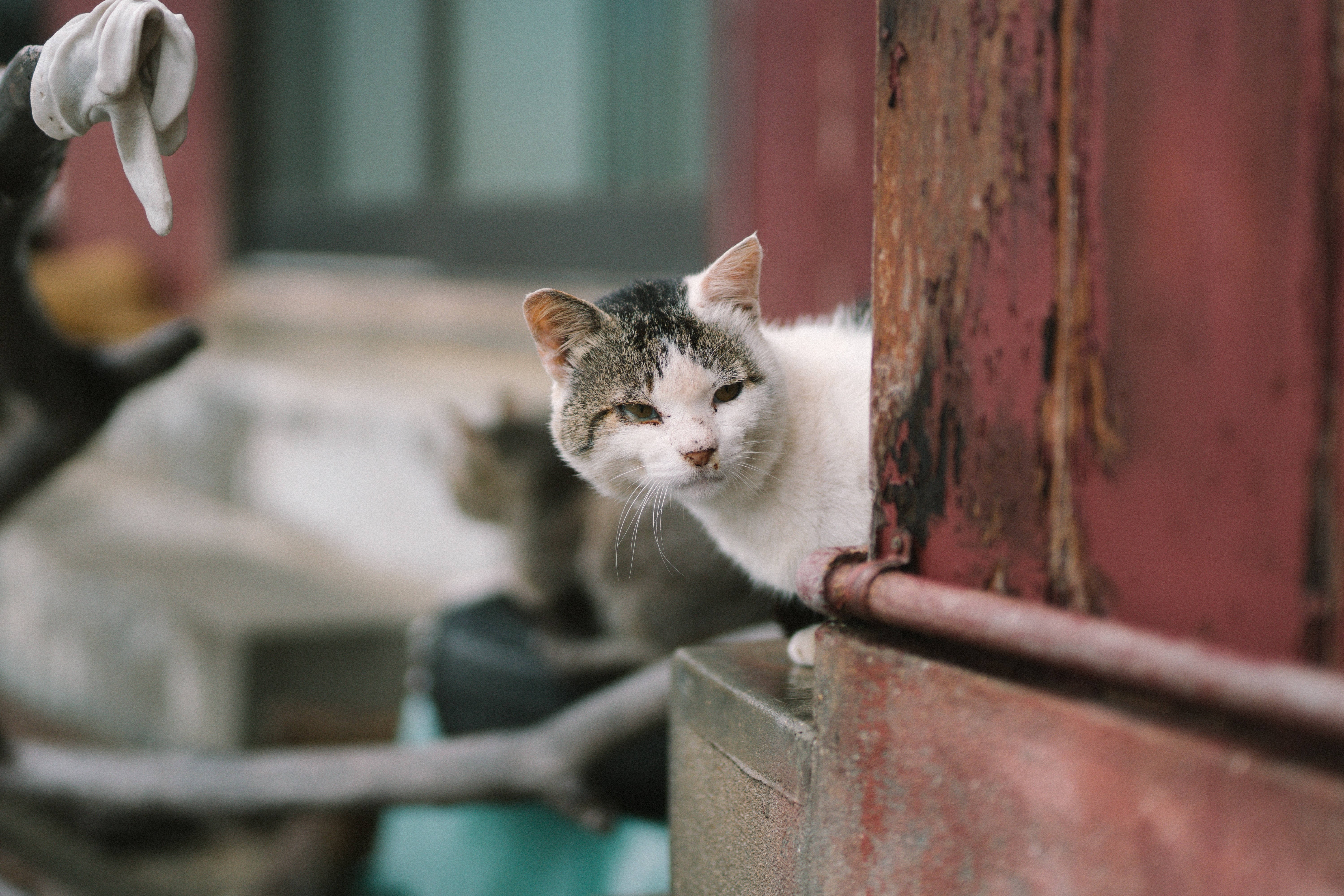 Cute Cat 桌布 壁紙 — 一隻虎斑白貓從一個風化的紅色木門框後面好奇地探出頭來，背景是質樸的戶外環境。