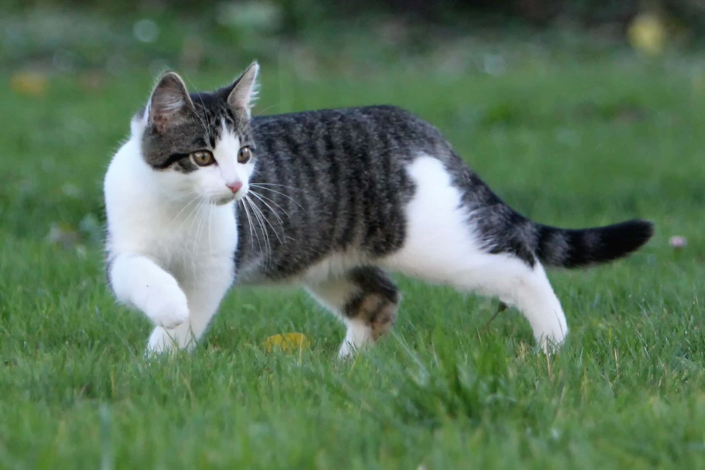 European Shorthair 桌布 壁紙 — 一隻虎斑白貓自信地穿過充滿活力的綠草，專注的琥珀色眼睛。