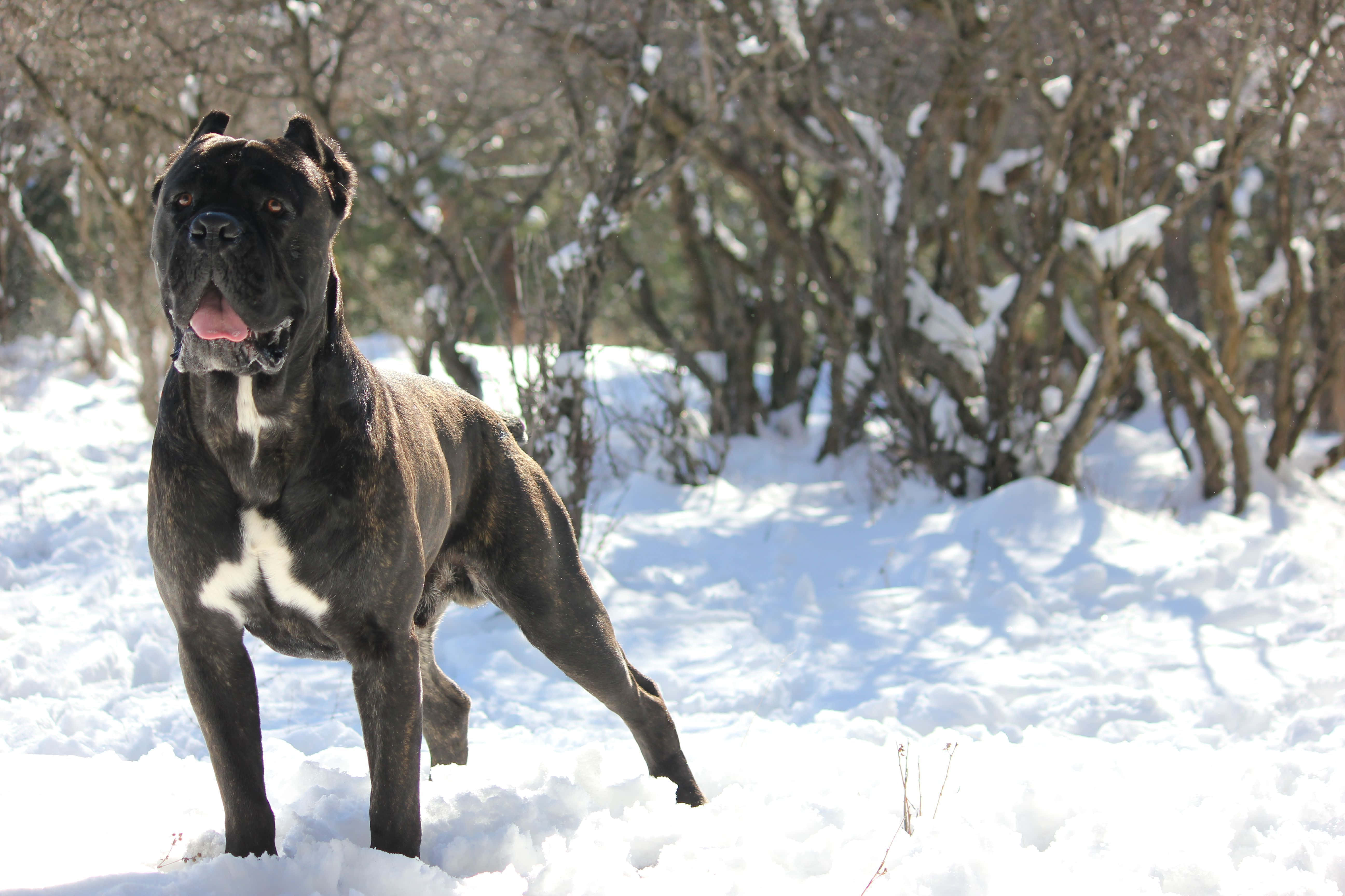 卡斯羅犬 桌布 壁紙 — 一隻虎斑紋的凱恩科索犬在深雪中警覺地站立，背後有沾滿雪的灌木叢，在明亮的陽光下。