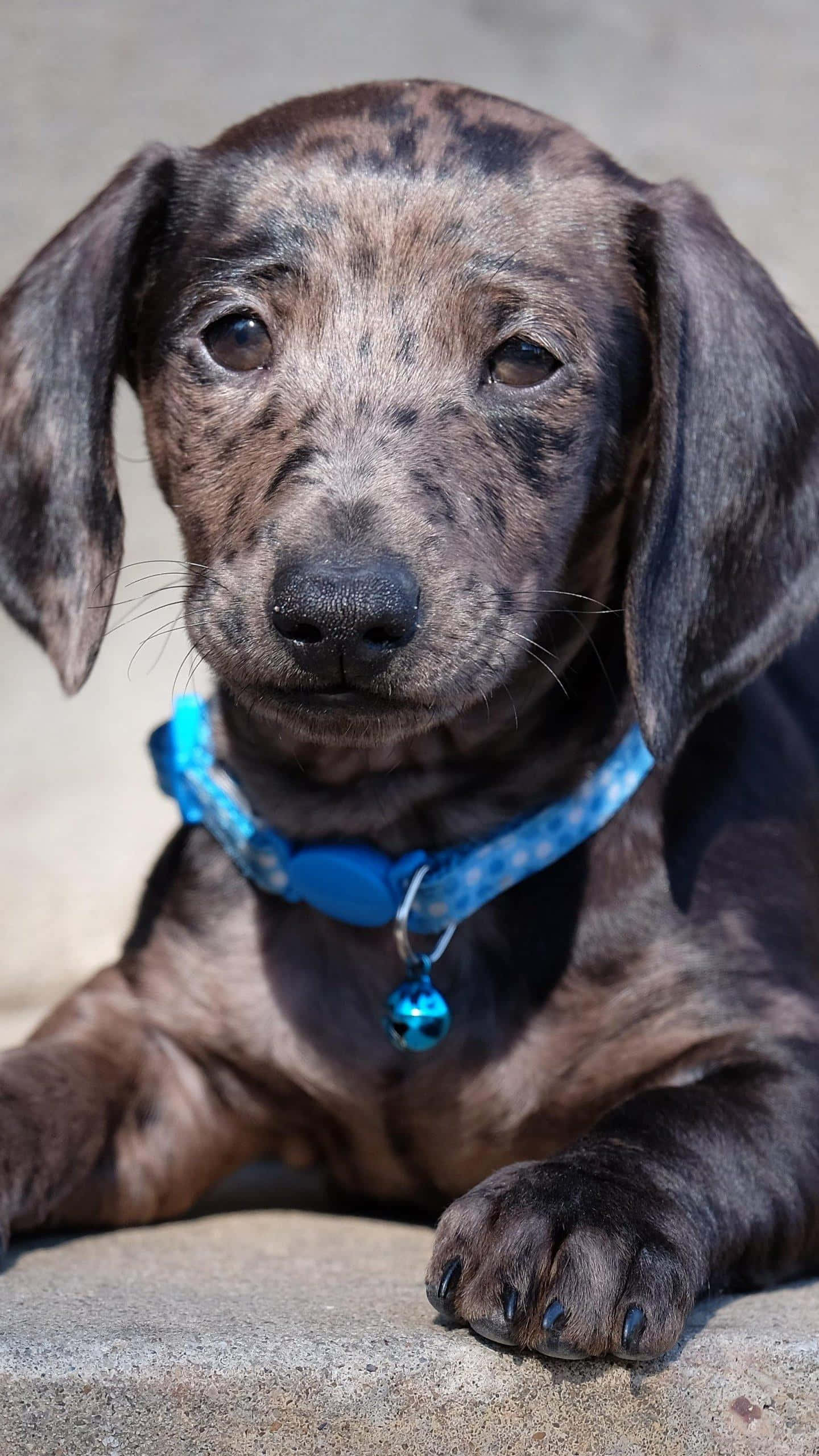 狗 桌布 壁紙 — 一隻虎斑臘腸犬幼犬，有著大大的靈魂之眼，戴著一個帶鈴鐺的亮藍色項圈，在石頭表面上休息。