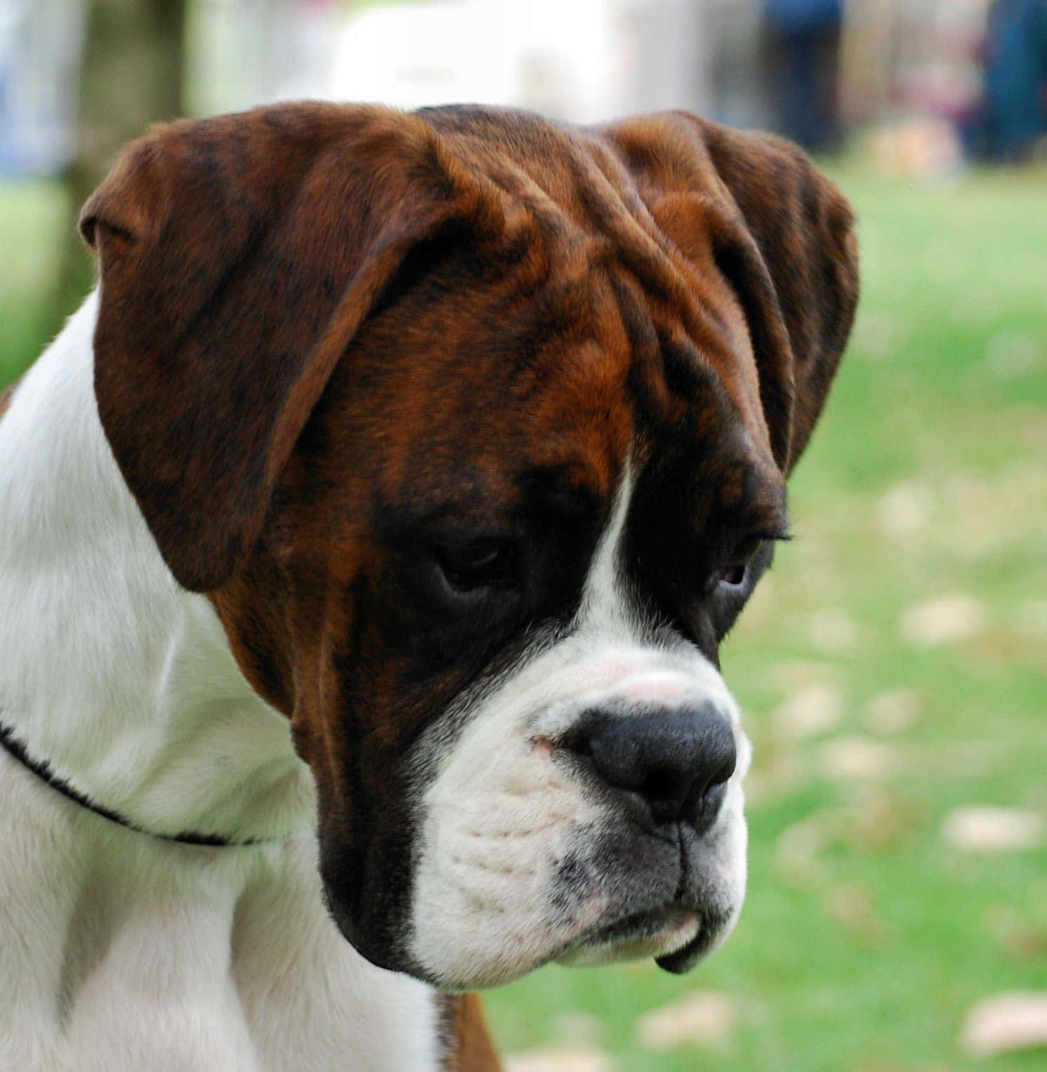 Boxer Dog 桌布 壁紙 — 一隻虎斑色和白色的拳師犬，耳朵下垂，若有所思地凝視著草地，特寫鏡頭。