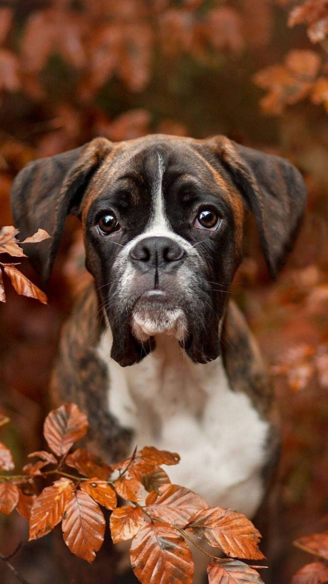 Boxer Dog 桌布 壁紙 — 一隻虎斑色和白色的拳師犬透過鮮豔的秋葉前景溫柔地凝視著。