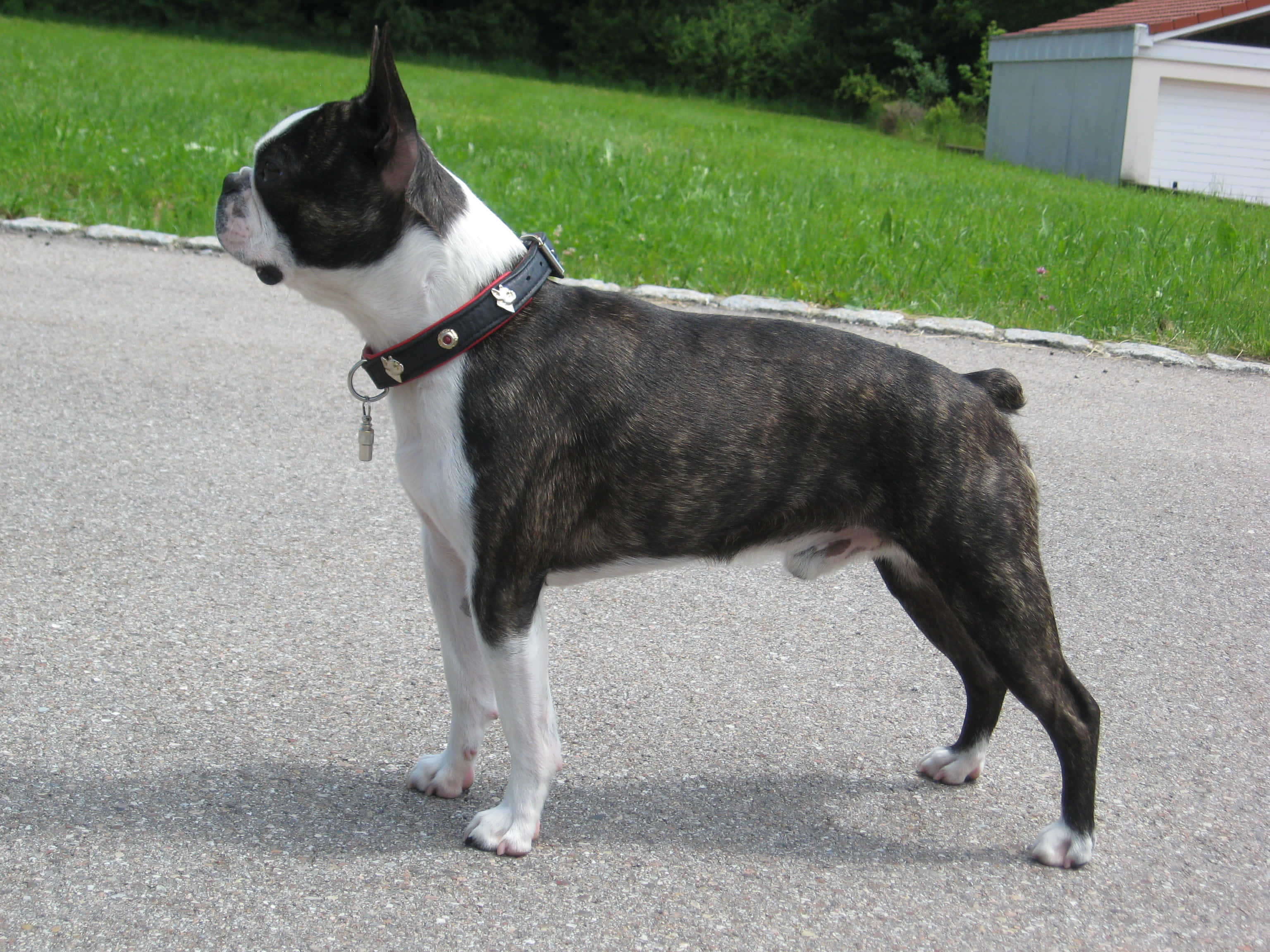 Bully Dog 桌布 壁紙 — 一隻虎斑色和白色的波士頓㹴警覺地站在鋪砌的小徑上，背景有草地和棚屋。