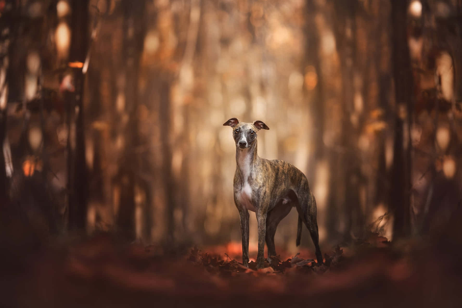 灰狗 桌布 壁紙 — 一隻虎斑色惠比特犬在陽光斑駁的秋日森林中警覺地站立，周圍是金色的樹葉和模糊的樹幹。