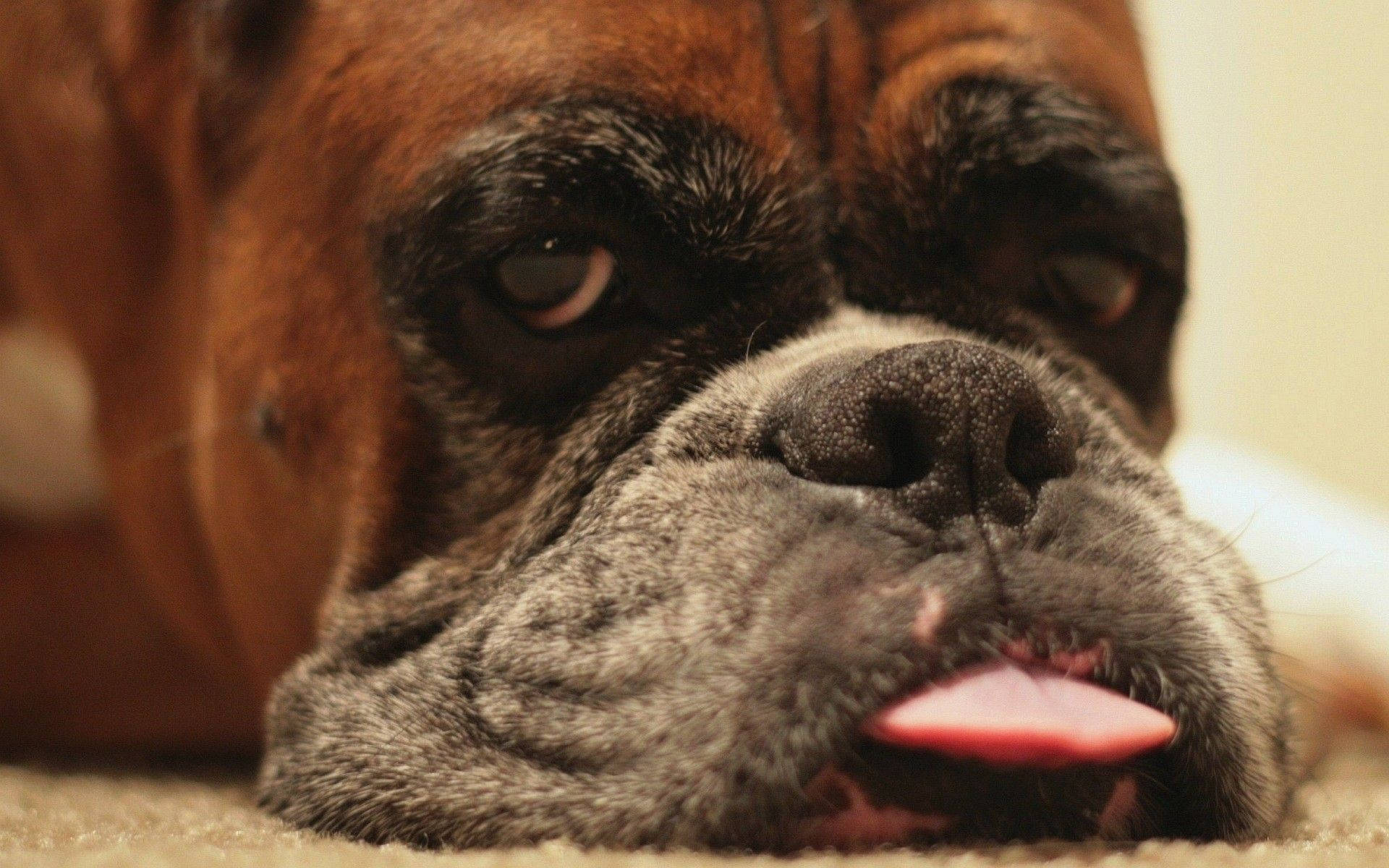 Tongue Out 桌布 壁紙 — 一隻虎斑色拳師犬將頭靠在地毯上，舌頭微微伸出的特寫。