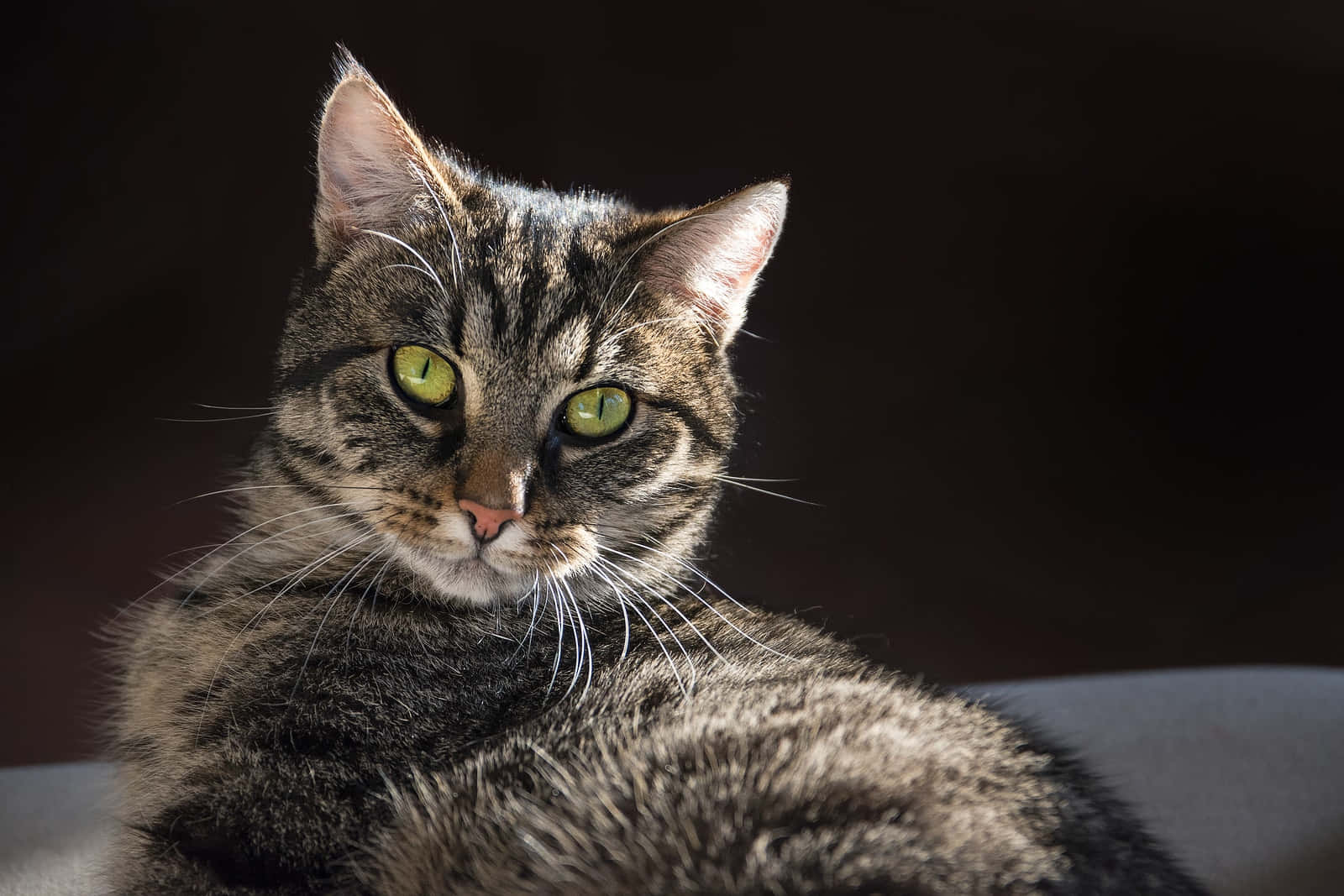 European Shorthair 桌布 壁紙 — 一隻虎斑貓，擁有引人注目的綠色眼睛，在深色背景下專注地凝視。