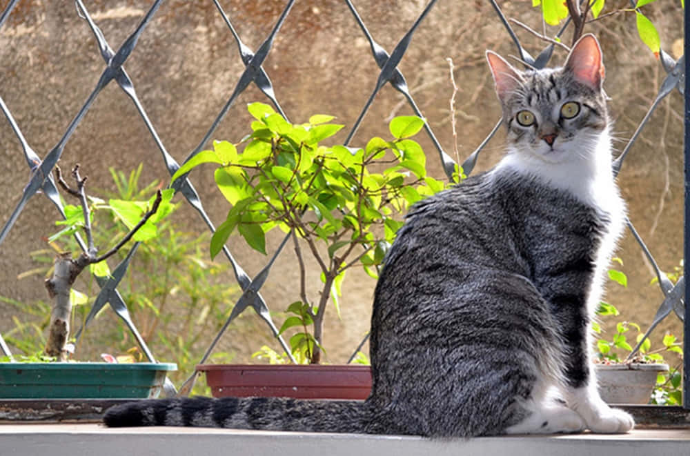 Brazilian Shorthair 桌布 壁紙 — 一隻虎斑貓，擁有引人注目的綠色眼睛，警覺地坐在有盆栽植物的鐵絲網圍欄後的壁架上。
