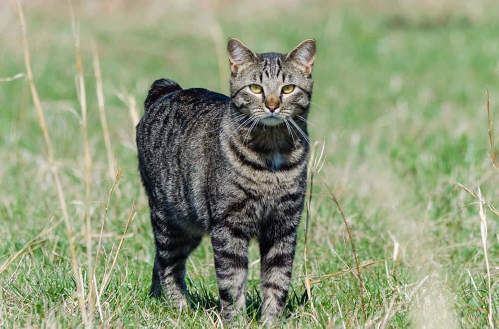 Manx Cat 桌布 壁紙 — 一隻虎斑貓，擁有引人注目的綠色眼睛，警覺地站在陽光明媚的草地上，周圍是高高的草叢。