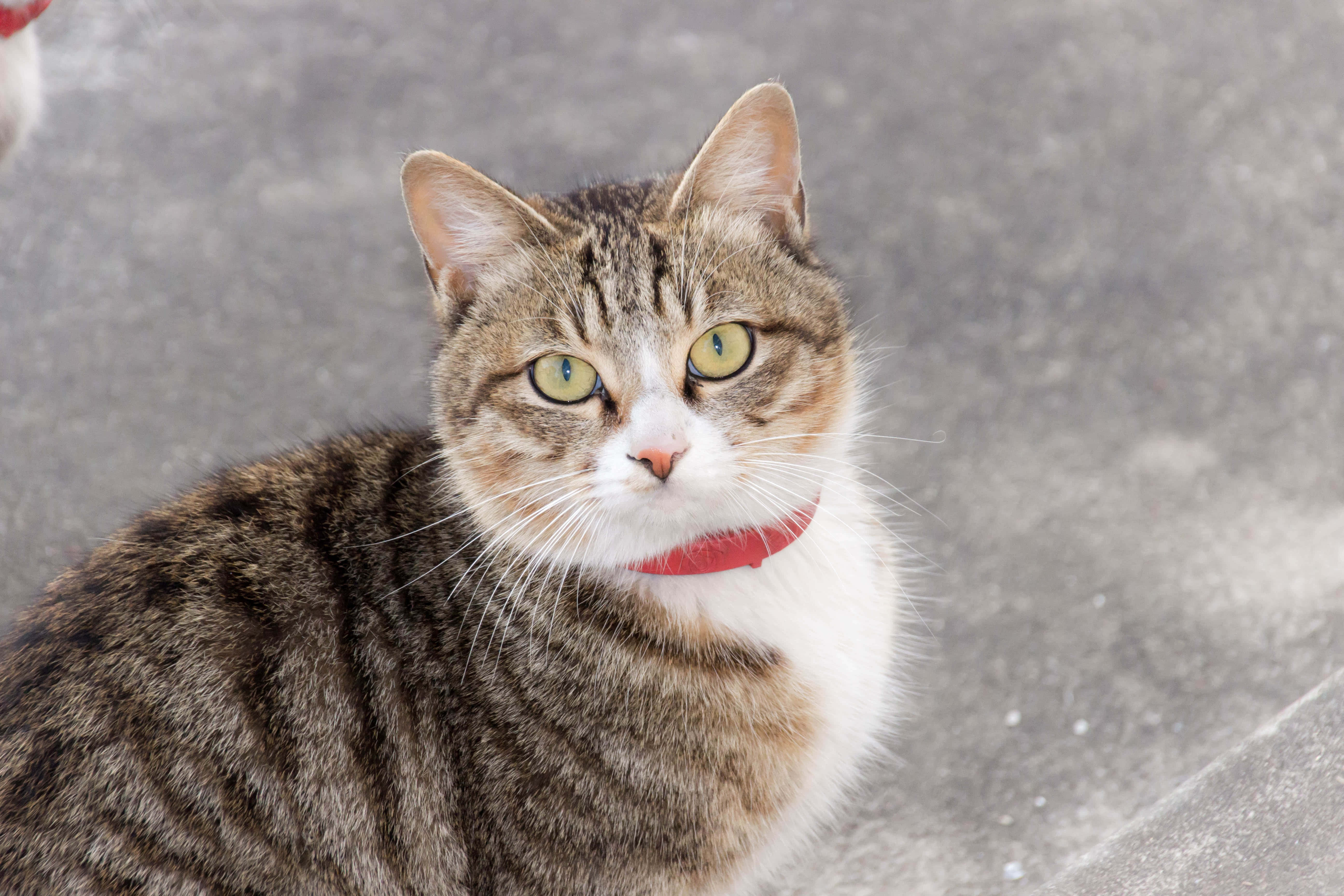 European Shorthair 桌布 壁紙 — 一隻虎斑貓，擁有引人注目的綠色眼睛和紅色項圈，在模糊的灰色人行道背景下凝視著相機。