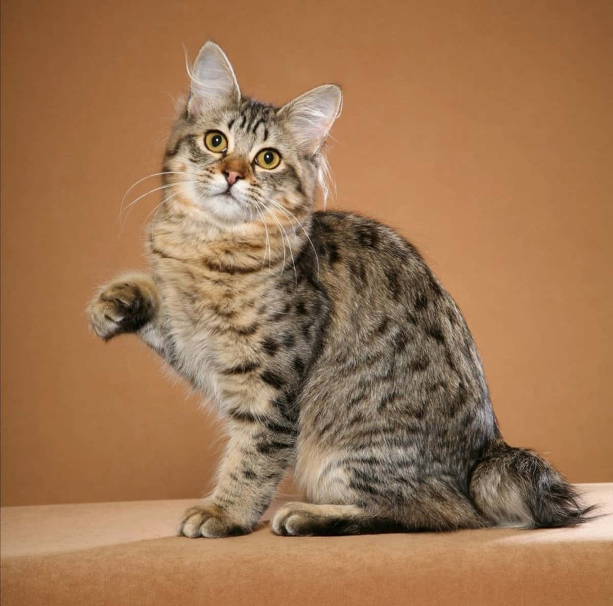 American Bobtail 桌布 壁紙 — 一隻虎斑貓，擁有引人注目的黃色眼睛，直立在棕褐色表面上，一隻爪子抬起，彷彿在純棕色背景前揮手。