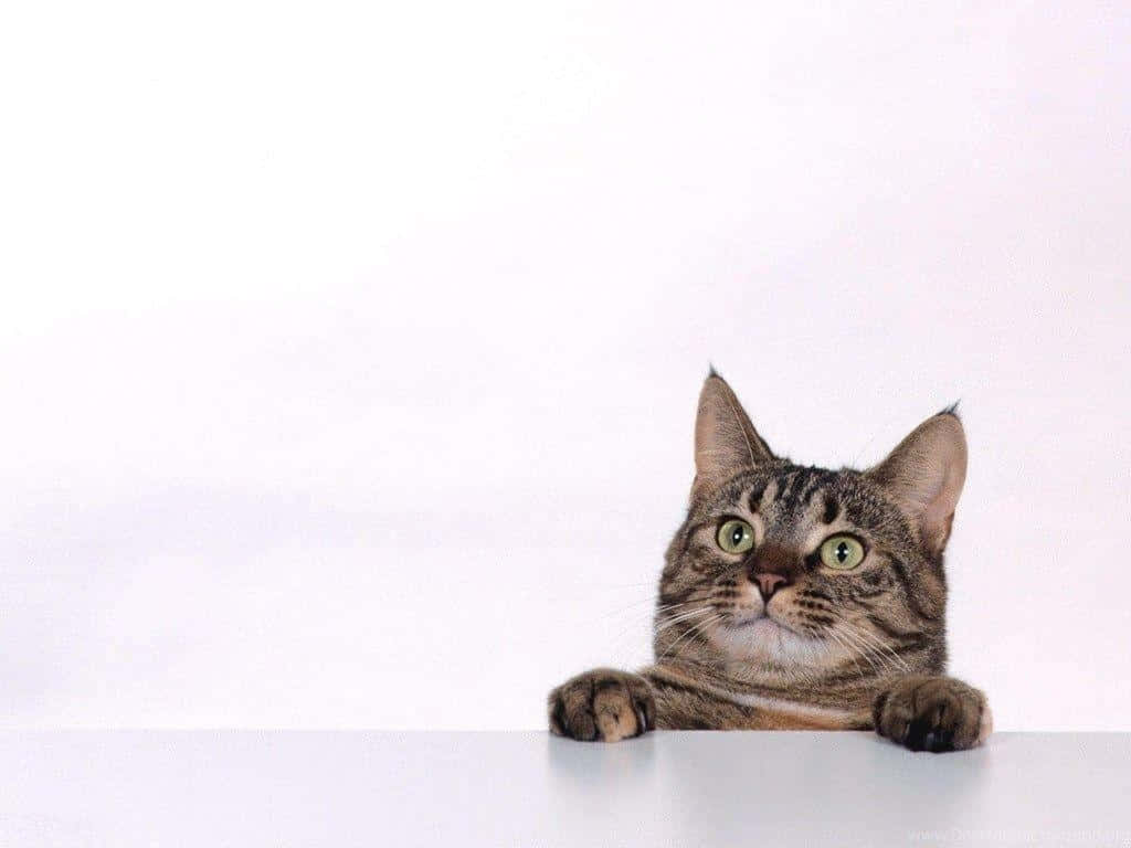 Tabby Cat 桌布 壁紙 — 一隻虎斑貓，有著一雙綠色的大眼睛，在純白背景上越過白色表面窺視。