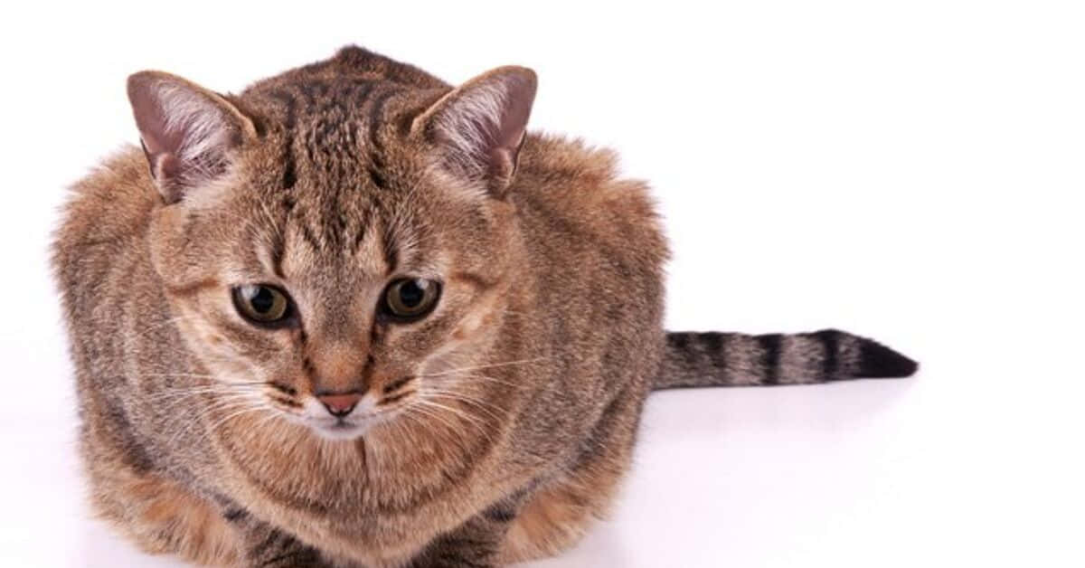 Brazilian Shorthair 桌布 壁紙 — 一隻虎斑貓，有著引人注目的綠色眼睛，在純白背景下專注地凝視著相機。