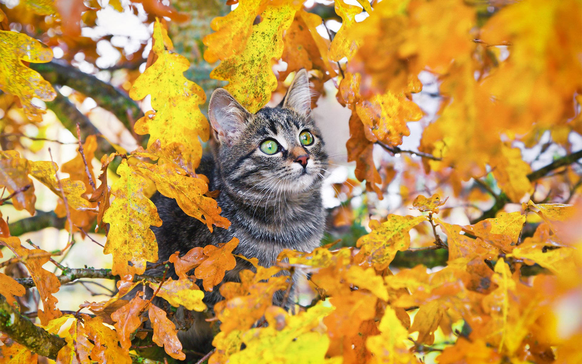 Autumn Season 桌布 壁紙 — 一隻虎斑貓，有著明亮的綠色眼睛，從樹上鮮豔的黃色秋葉中探出頭來。