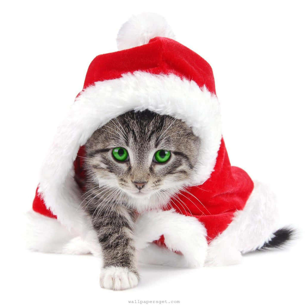 Santa Claus 桌布 壁紙 — 一隻虎斑貓，有著明亮的綠色眼睛，穿著紅白相間的聖誕帽和服裝，背景是純白色。