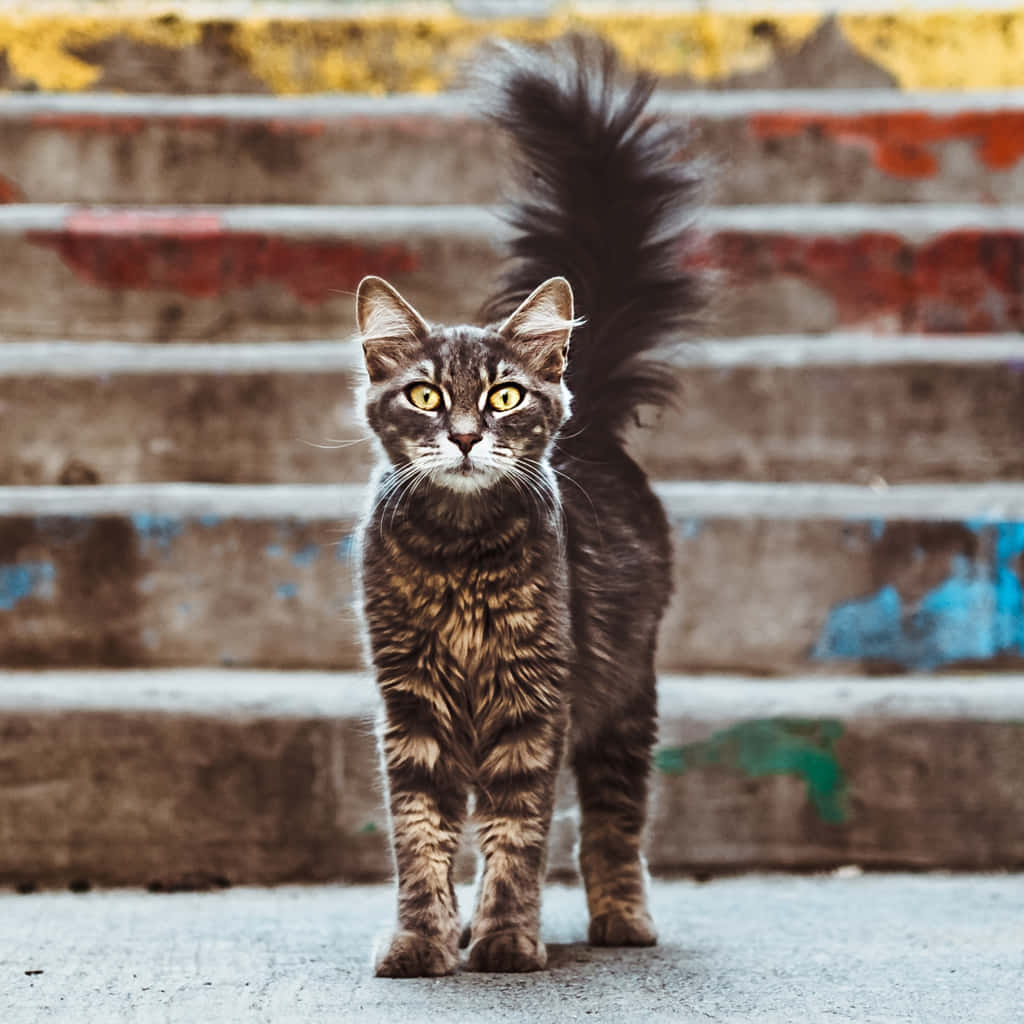 Cat Tail 桌布 壁紙 — 一隻虎斑貓，有著明亮的黃色眼睛，警覺地站在風化的混凝土台階上，台階上繪有褪色的紅、藍、黃條紋。