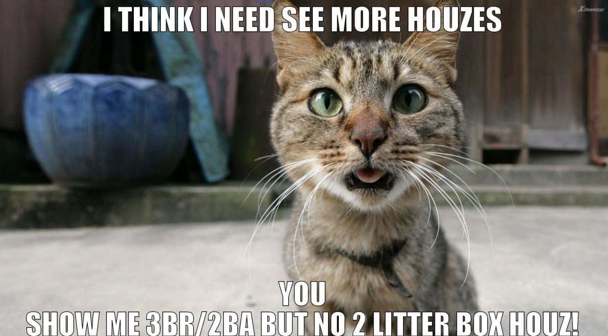 Cute Animal Memes 桌布 壁紙 — 一隻虎斑貓，有著綠色的大眼睛和張開的嘴巴，在木柵欄和藍色花盆前直視鏡頭。