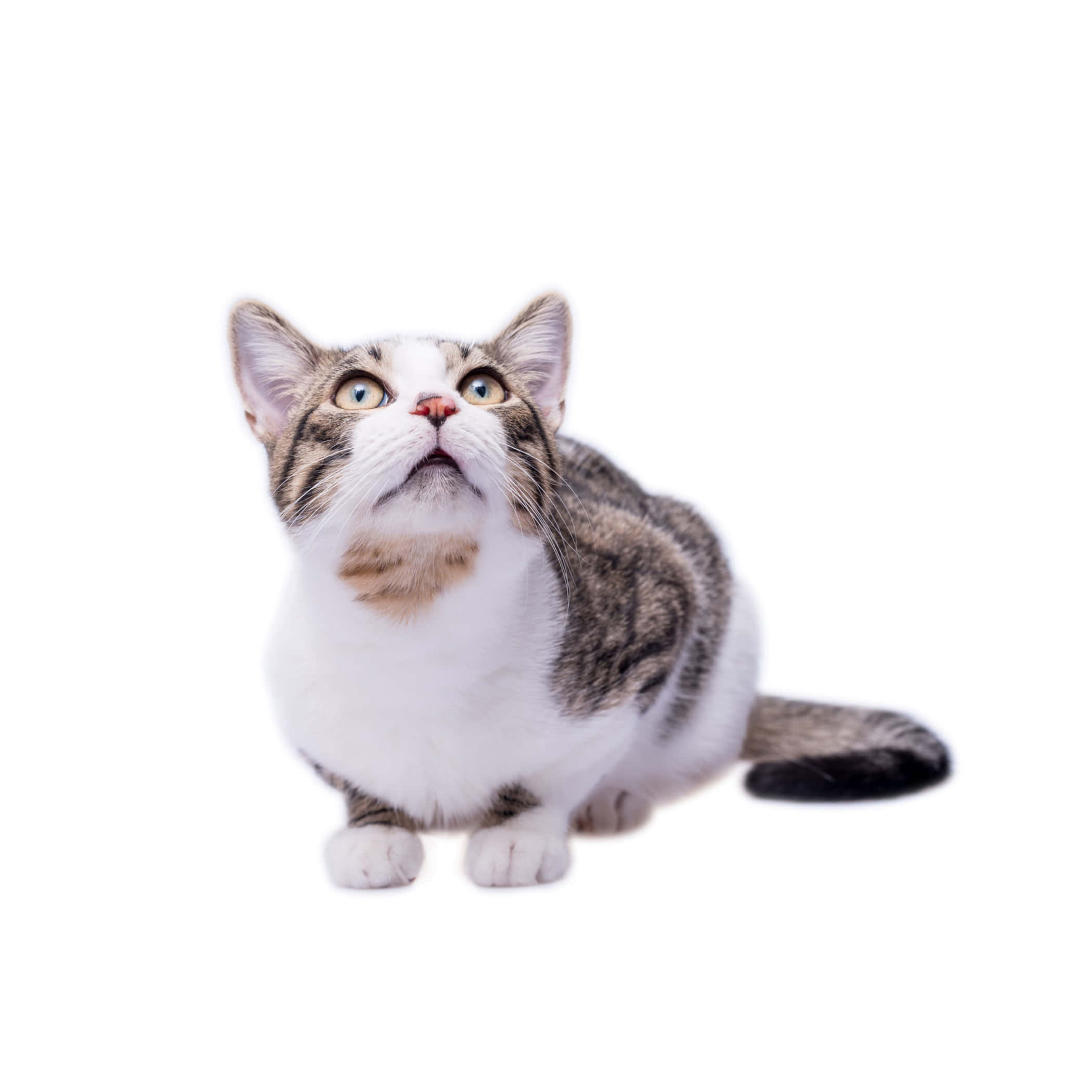 European Shorthair 桌布 壁紙 — 一隻虎斑貓，白色胸口，明亮眼睛，在純白背景上向上看。
