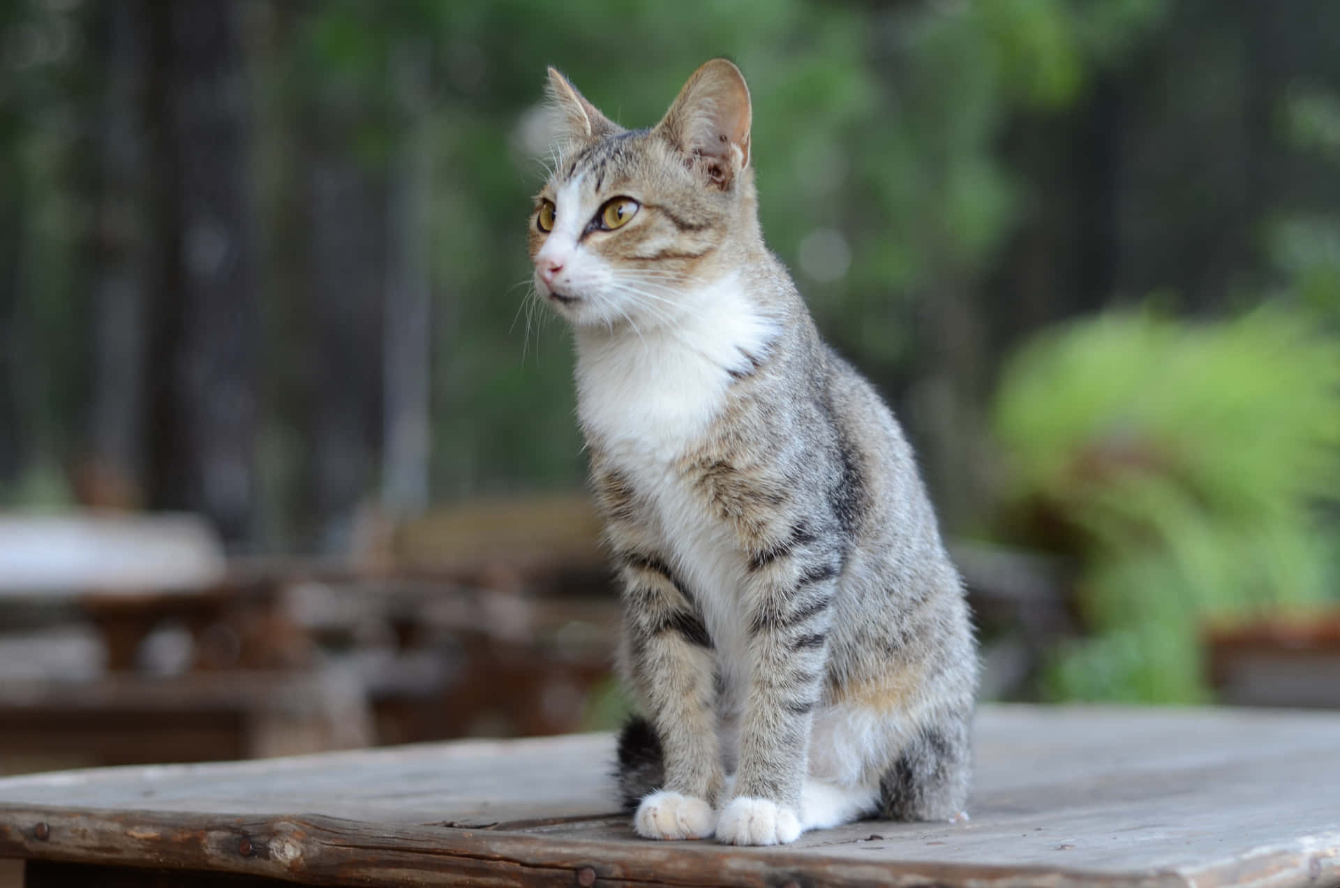 Little Cat is Enjoying the Situation 壁紙 — 一隻虎斑貓，白色胸部和爪子，警覺地坐在戶外風化的木桌上。