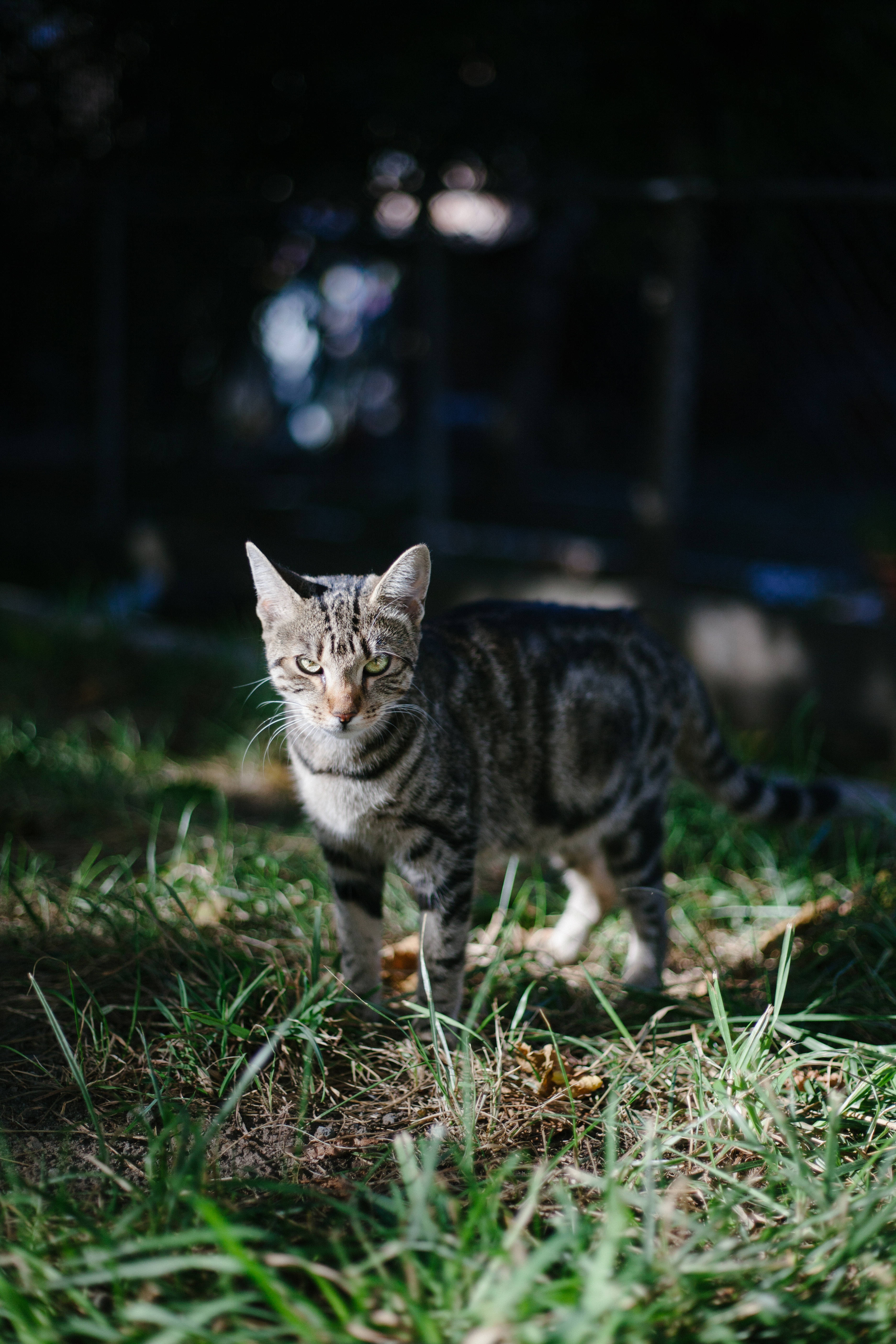 Kitten 桌布 壁紙 — 一隻虎斑貓，綠色眼睛，在草地上斑駁的陽光下警覺地站著，投下柔和的陰影。