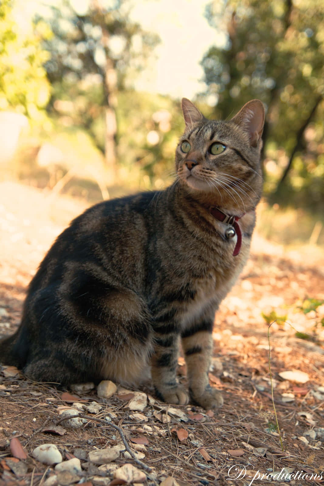 European Shorthair 桌布 壁紙 — 一隻虎斑貓，綠色眼睛，戴著紅色項圈，警覺地坐在陽光明媚的森林地面上。