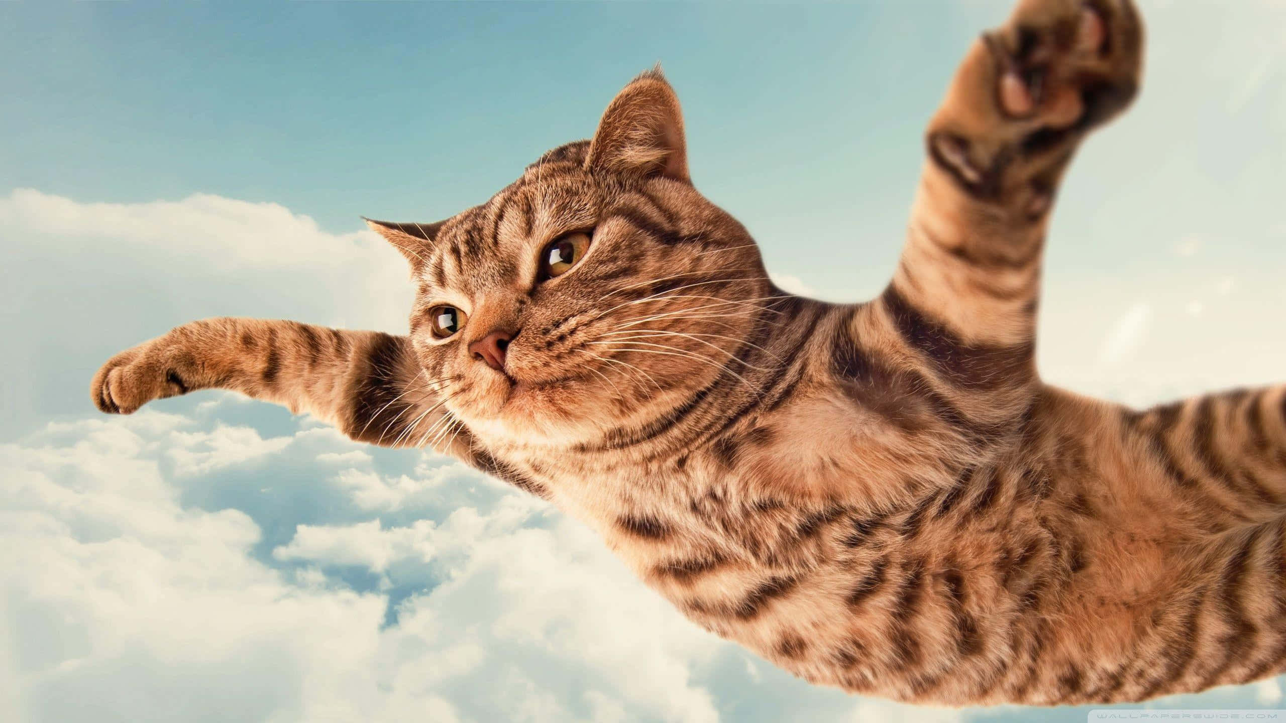 Silly Cat 桌布 壁紙 — 一隻虎斑貓優雅地翱翔於蓬鬆的白雲之間，背景是柔和的藍天，表情自信。