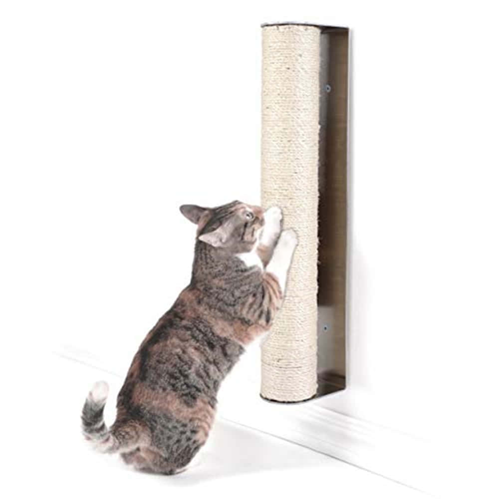 Cat Scratching Post 桌布 壁紙 — 一隻虎斑貓向上伸展，抓撓安裝在白色牆上的高米色劍麻抓柱。